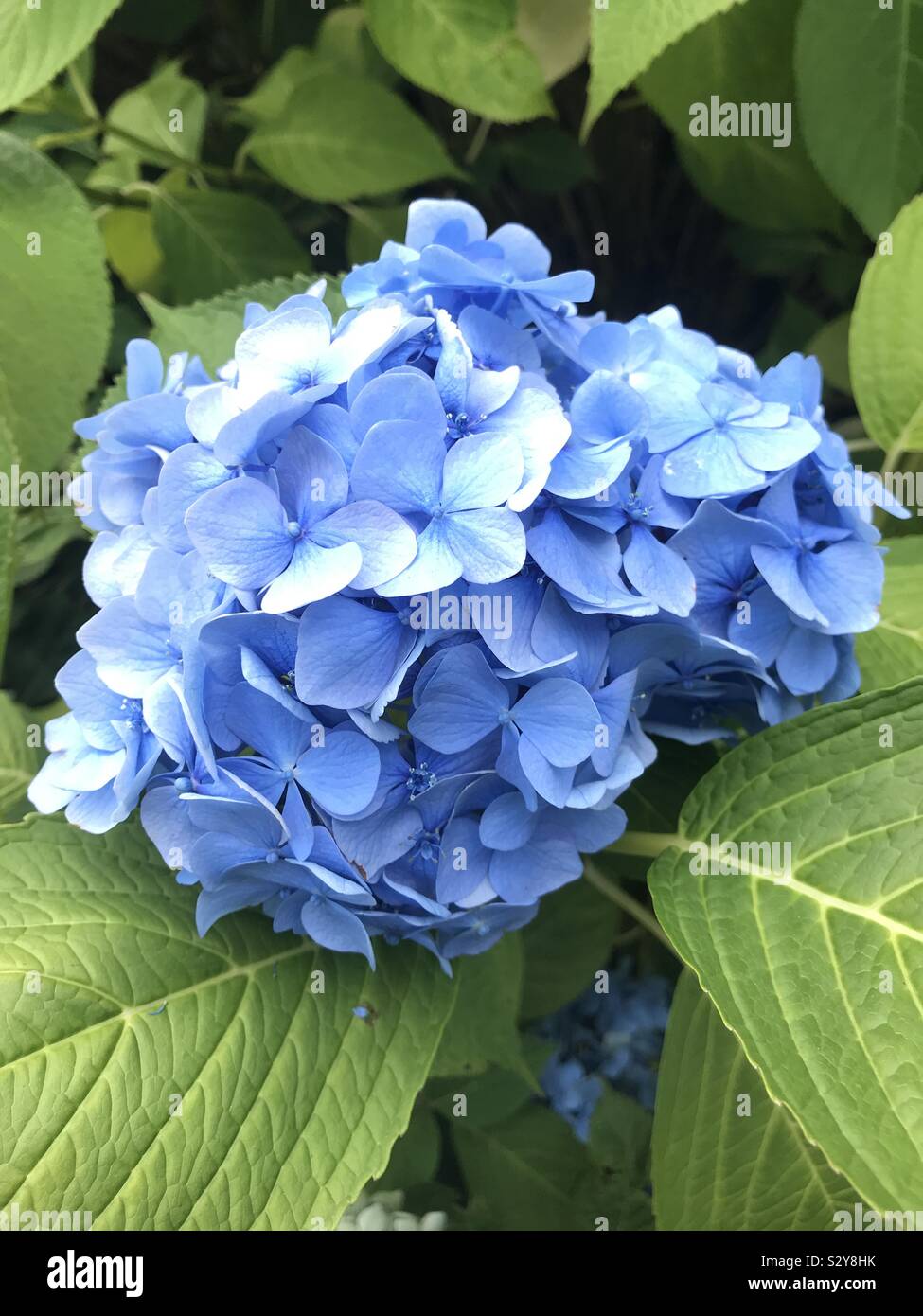 Vibrant Blue hydrangea Foto Stock