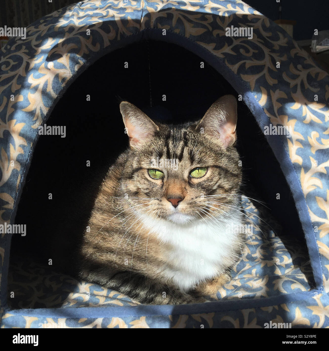 Un shorthaired tabby cat è rilassante in un letto di kitty mentre godendo la luminosa luce del sole caldo lo streaming attraverso la finestra nelle vicinanze. Foto Stock