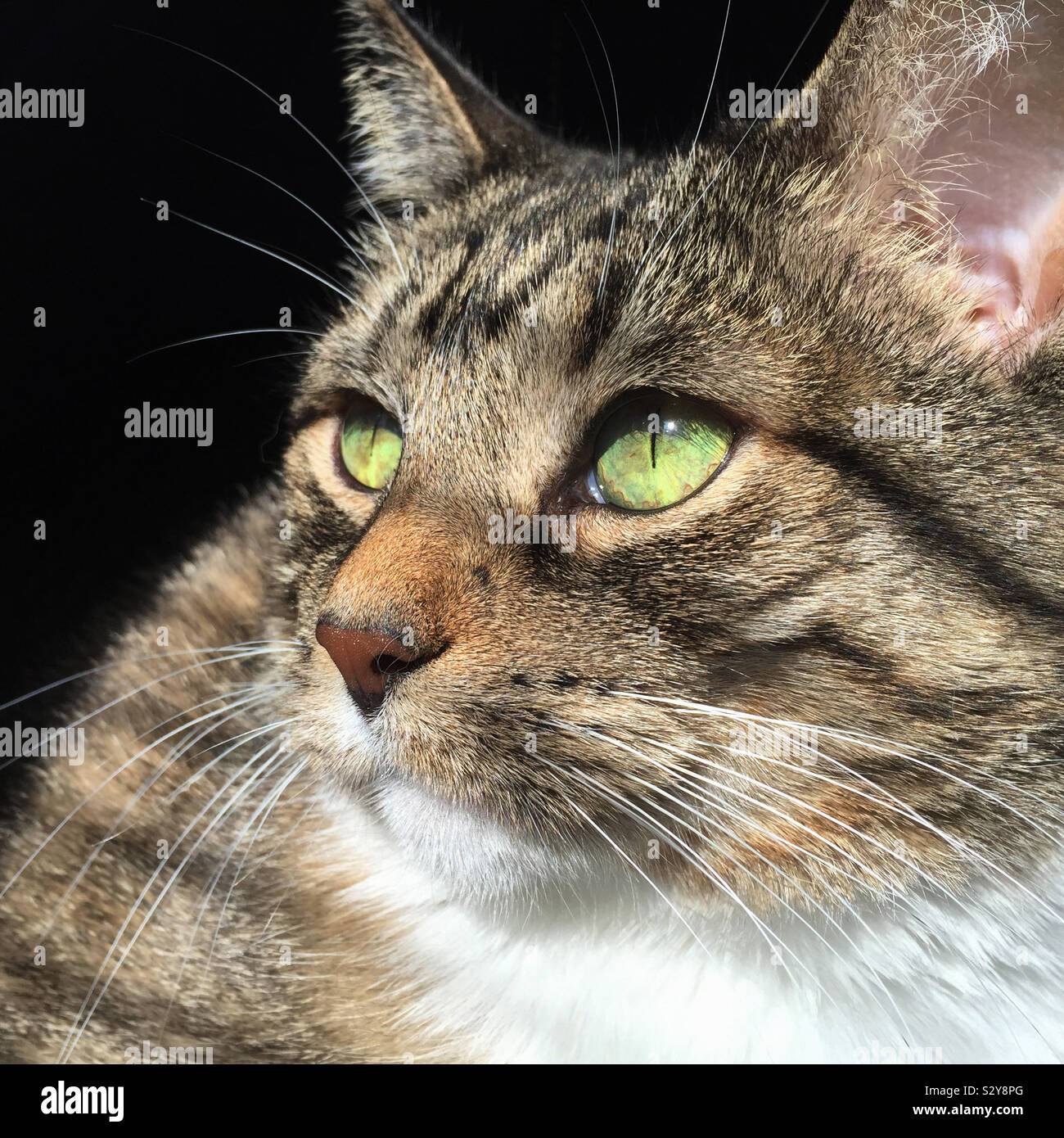 Una donna dai capelli corti di colore marrone tabby cat è godendo il suo tempo crogiolarsi nella luminosa calda luce del sole in streaming da una finestra nelle vicinanze. Foto Stock
