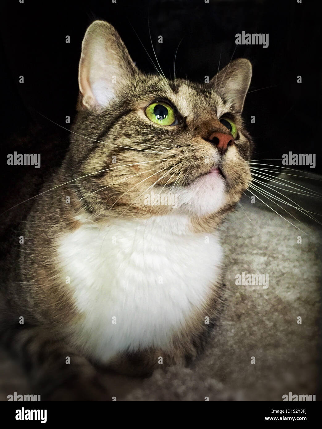 Una donna dai capelli corti brown e colorate di bianco tabby cat con colore verde è occhi guardando verso l'alto come lei guarda un giocattolo kitty. Foto Stock