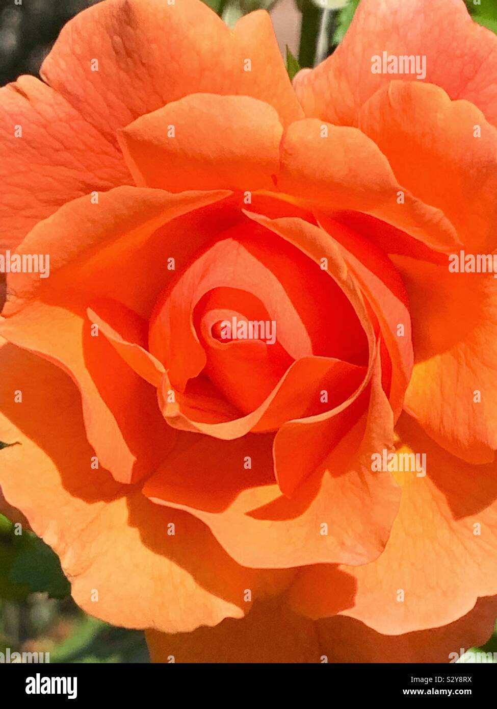 Bella fresca arancione singolo bocciolo di rosa Foto Stock