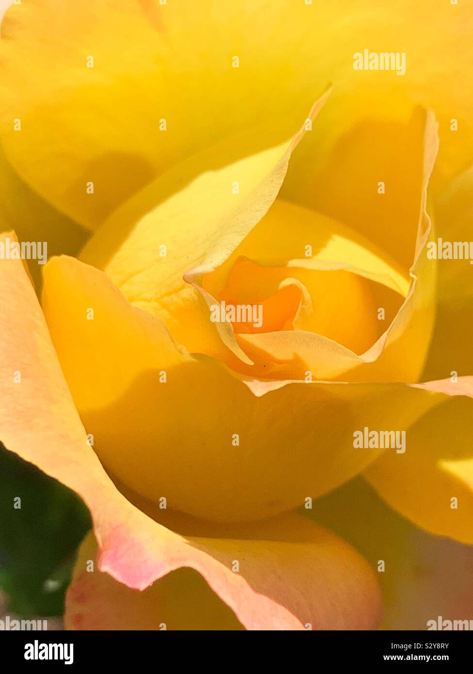 Bella fresca giallo singolo bocciolo di rosa Foto Stock