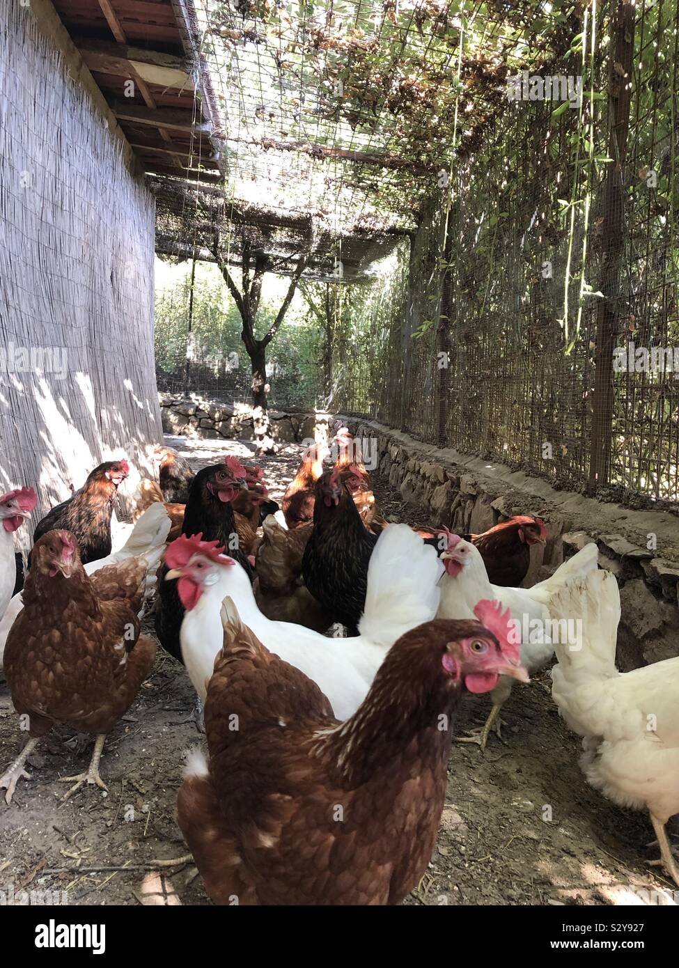 I polli in una fattoria, Francia. Ottobre 2019 Foto Stock