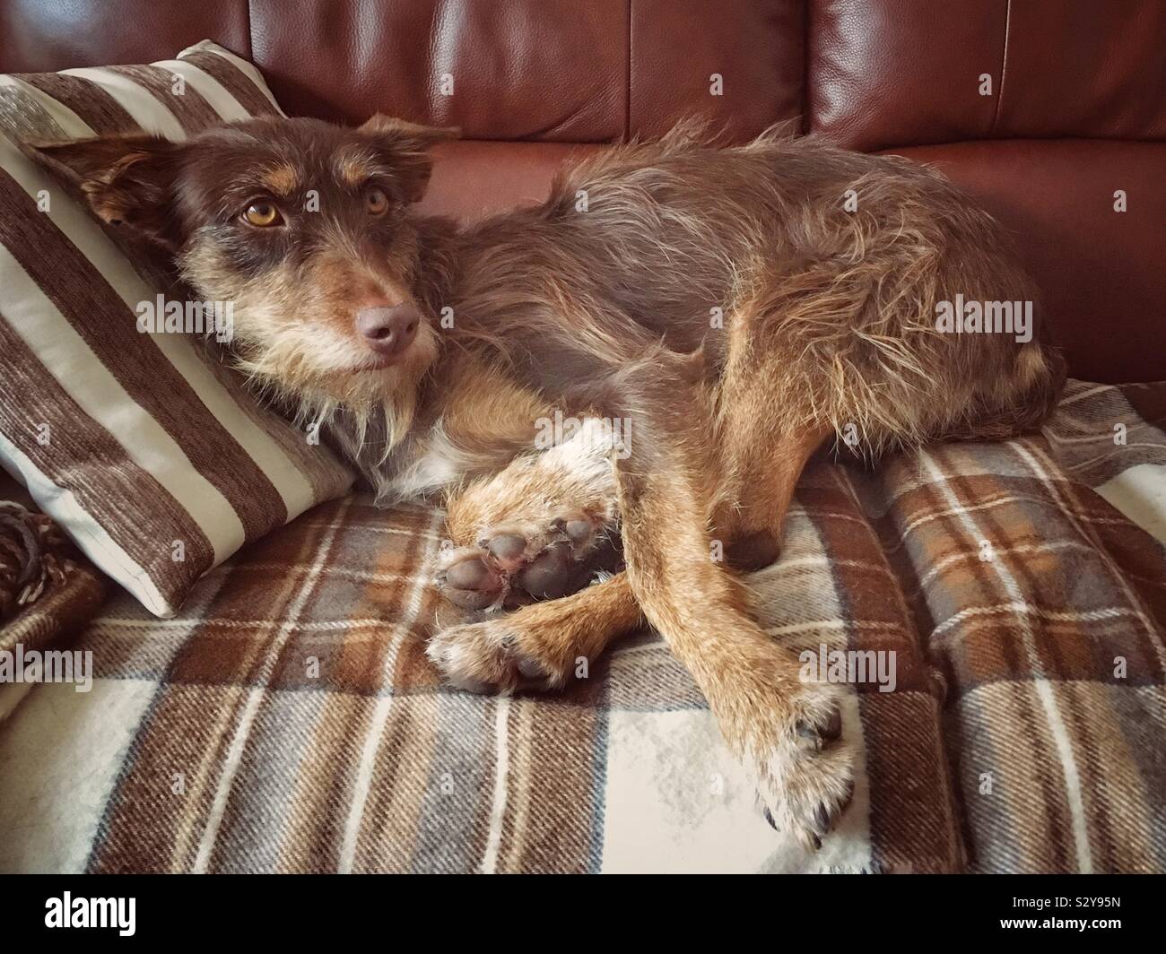 Lo zenzero cane giacente su una coperta su un divano in pelle. Foto Stock