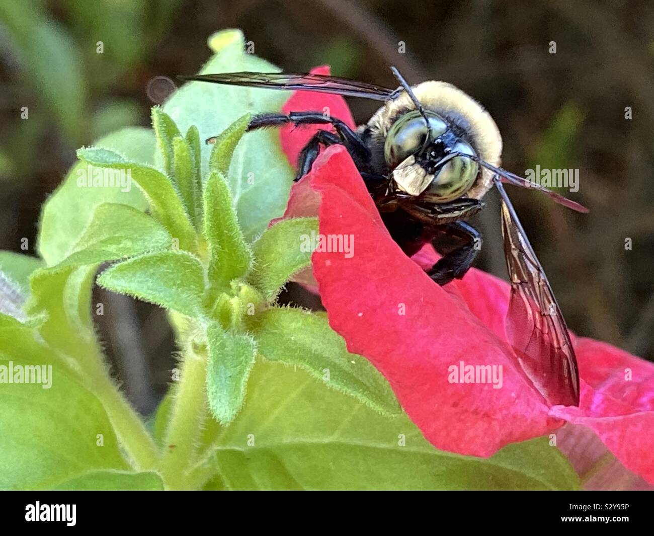Primo piano di bombi faccia seduti su un fiore rosso Foto Stock