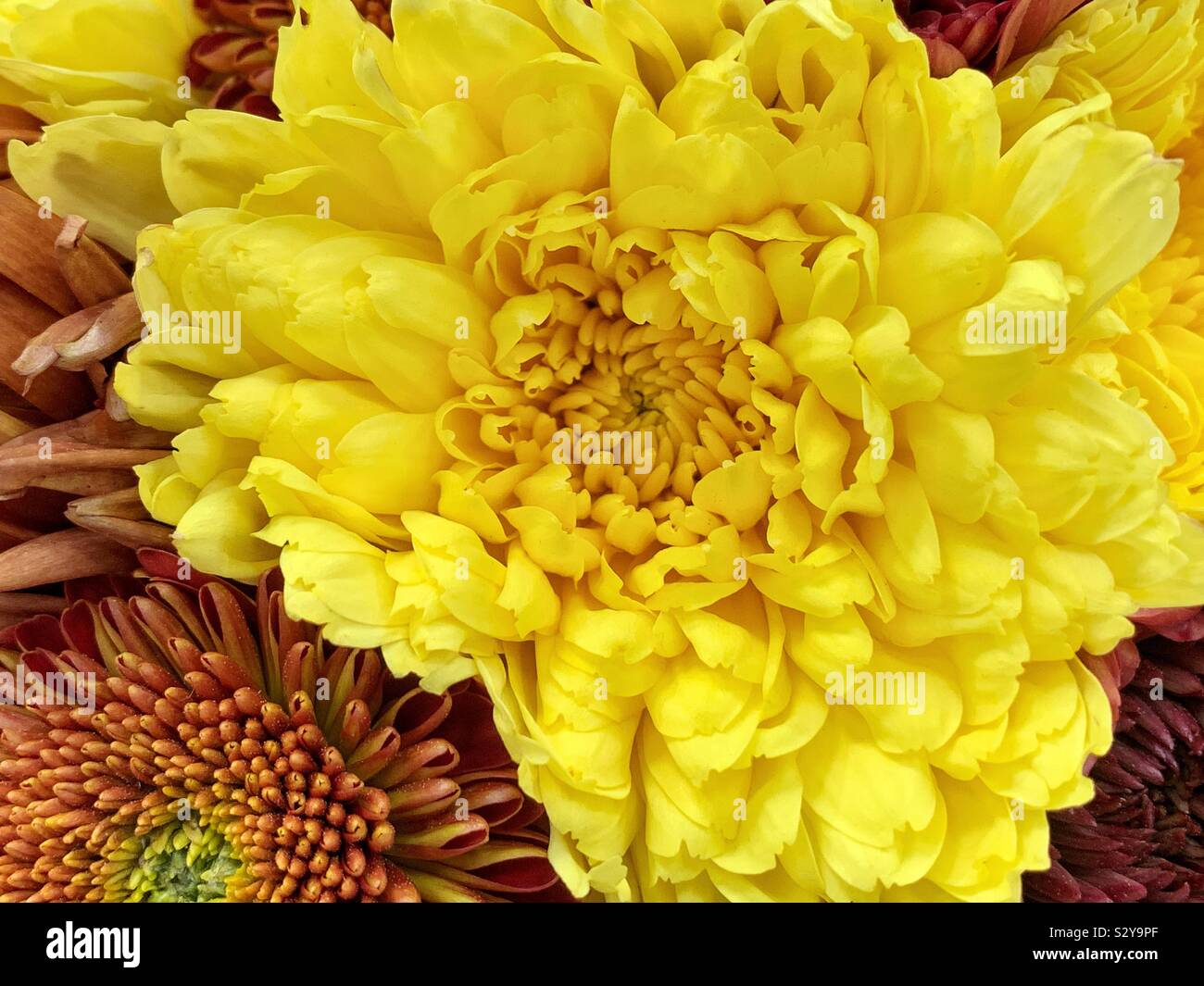 Bella fresca autunno giallo e marrone bouquet di crisantemi nel pieno fiore - Immagine stock catturata con smartphone