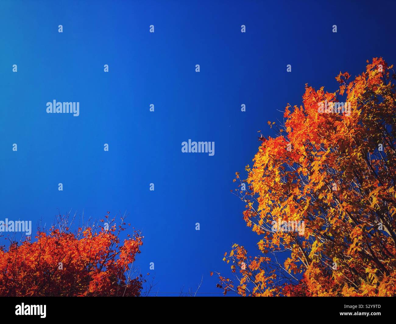 Rosso, arancione e giallo autunno tree tops contro il cielo blu in una giornata di sole Foto Stock