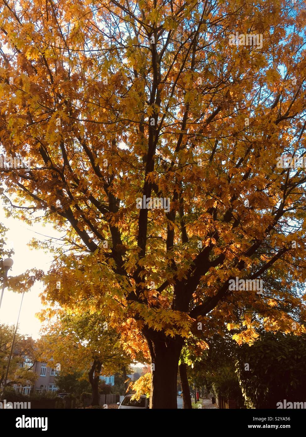 Giorni d'autunno lascia tree Inghilterra - Immagine stock catturata con smartphone