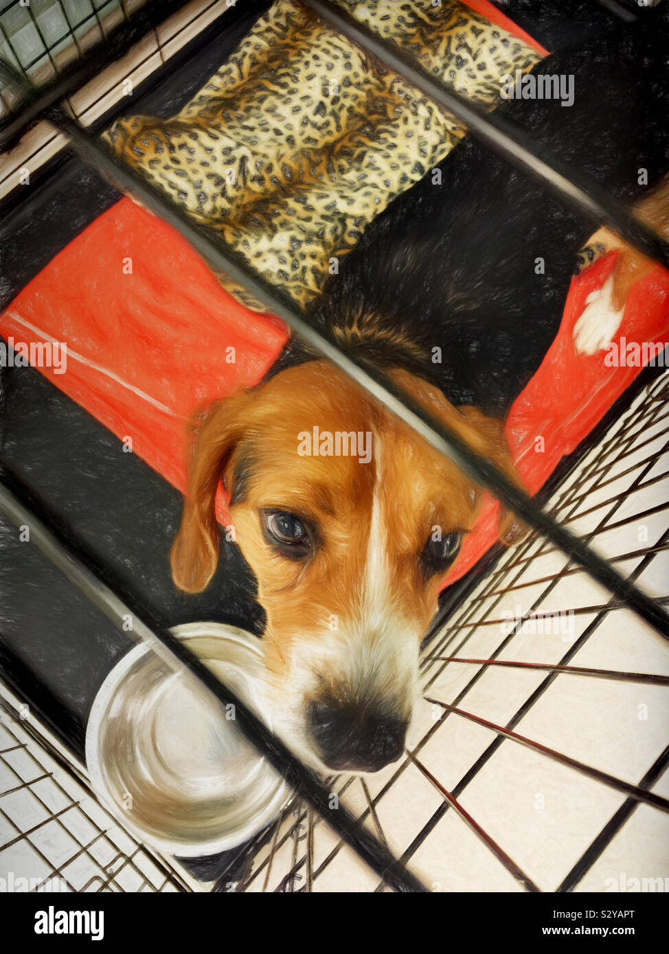 Un maschio di razza beagle cane è attesa per il suo eterno home mentre soggiornate in una gabbia pulita. Egli ha fatto trovare una casa. Abbiamo adottato lui. Foto Stock