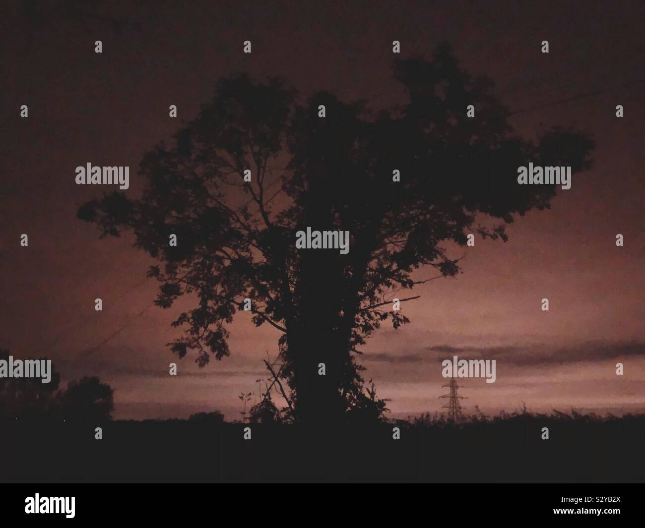 Un albero di notte contro un cielo rosso Foto Stock