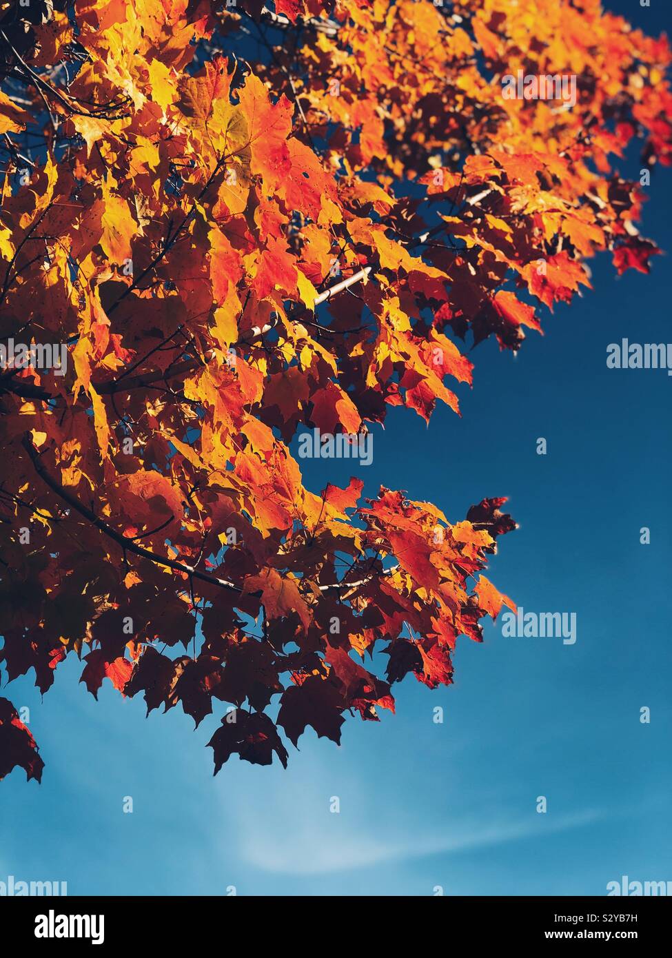 Rosso, arancione e giallo delle foglie di un albero in autunno contro il cielo blu sullo sfondo Foto Stock