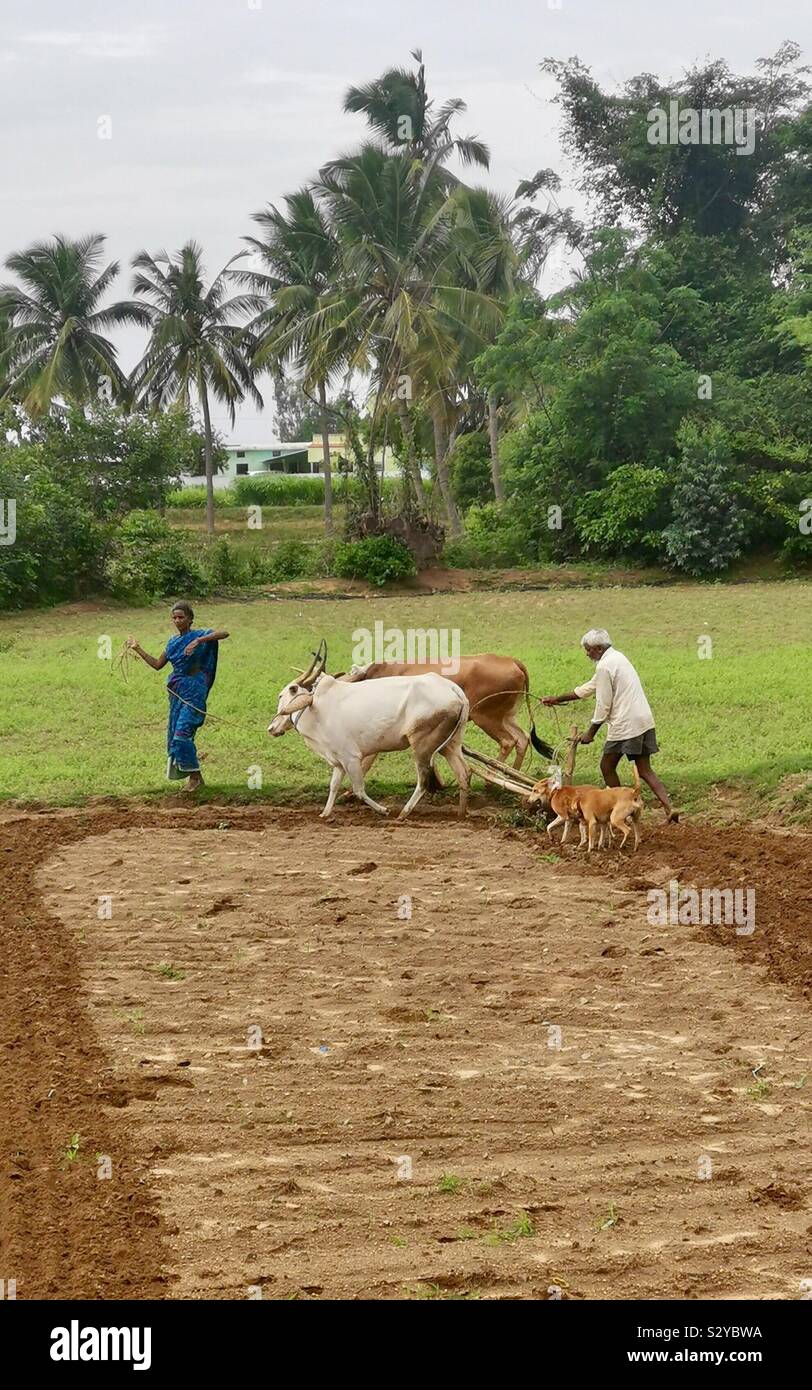 Gli agricoltori arare il loro campo in Kuppam, Andhra Pradesh. Foto Stock