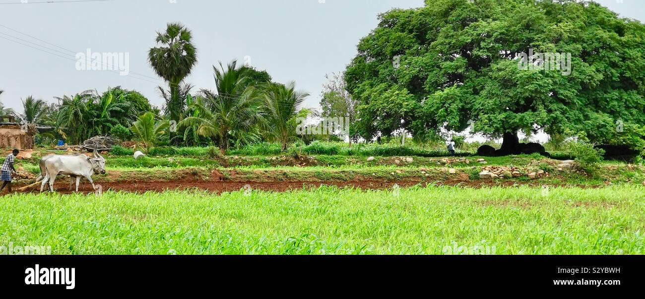 Un agricoltore indiano arando il suo campo con il suo tori. Foto Stock