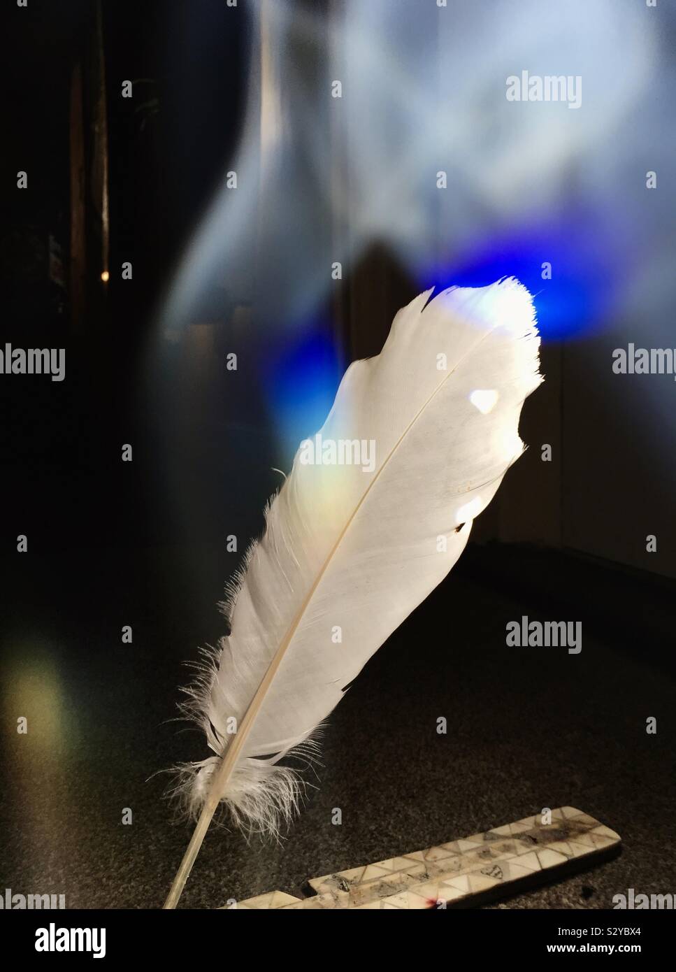 Piume bianche da un cigno. Una piuma bianco è stato dato come segno di  codardia, particolarmente nella prima guerra mondiale Foto stock - Alamy