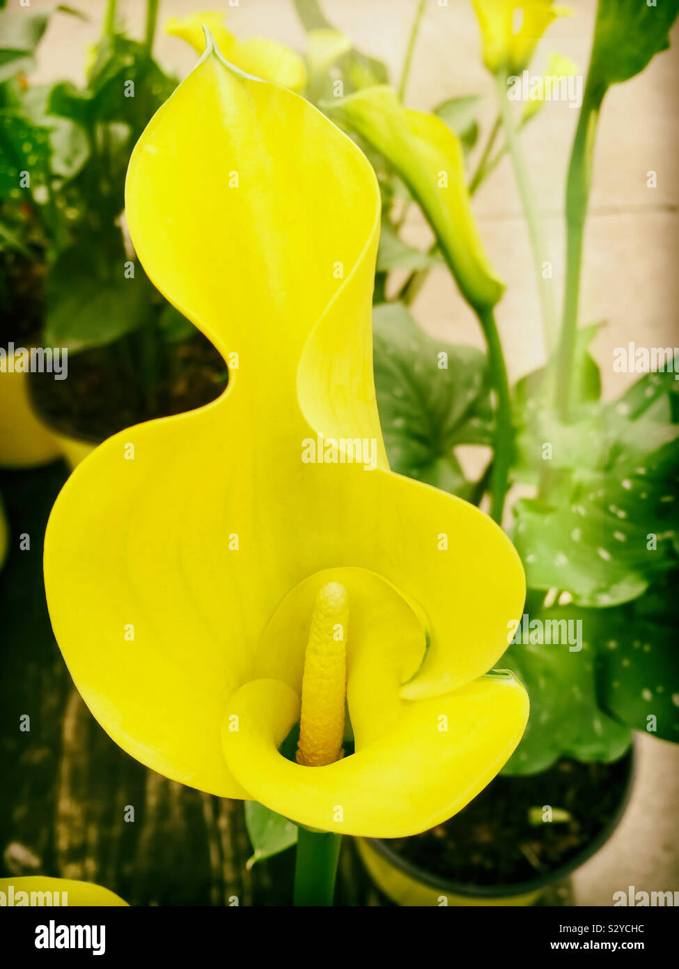 Un colorato in giallo calla lily fiore cresce in un giardino nel cortile. Messa a fuoco selettiva in primo piano. Foto Stock