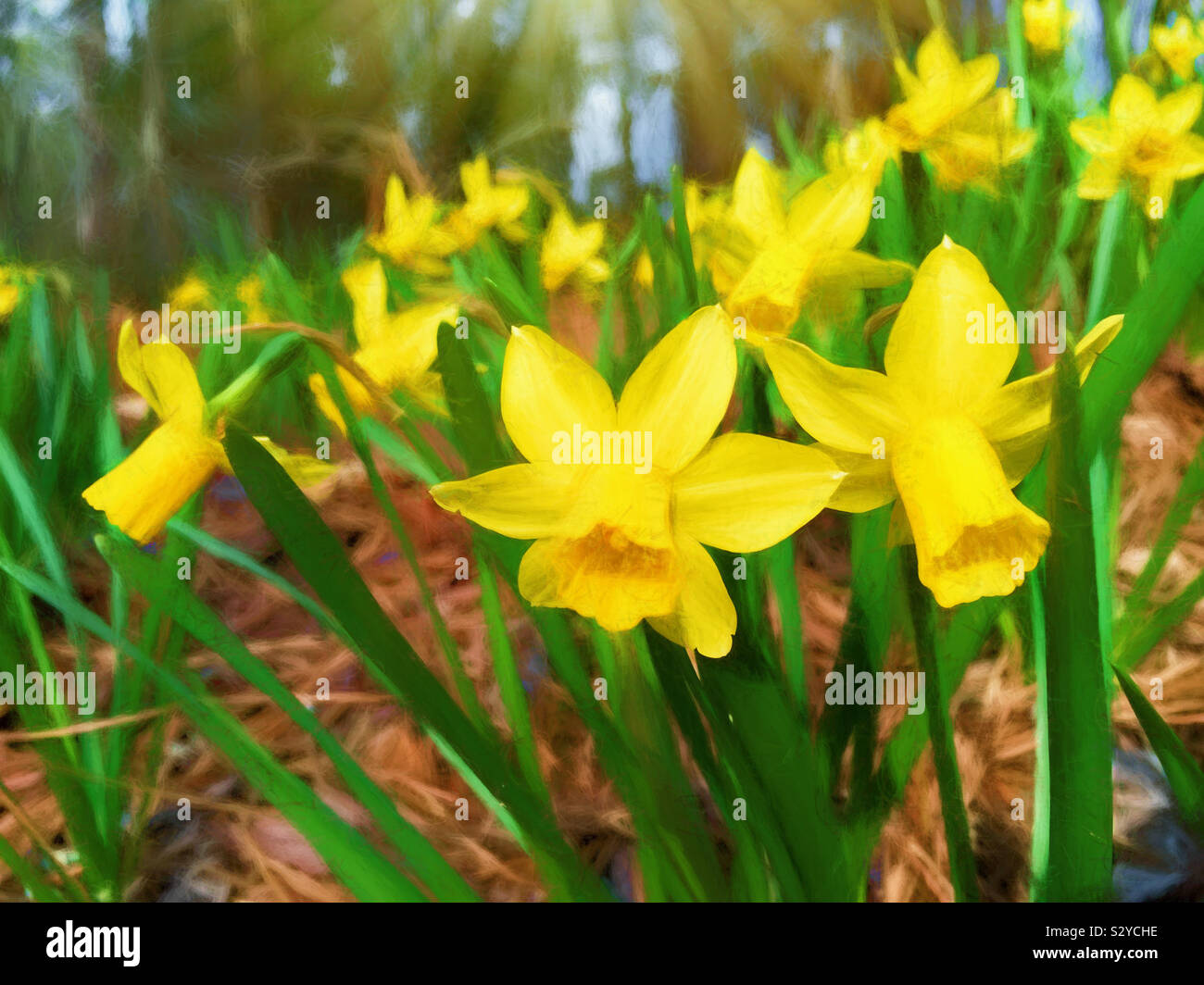 Un mazzetto di colorato in giallo daffodil fiori che sbocciano in un esterno informale area giardino. Questa immagine ha un effetto pittorica. Foto Stock