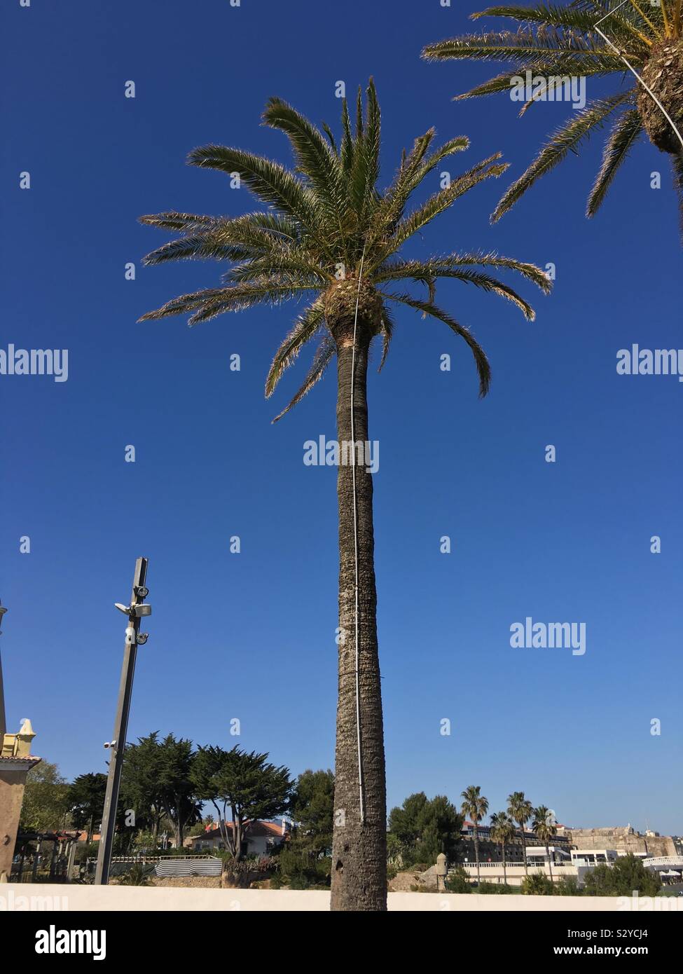 Palm tree con un bel contrasty cielo blu Foto Stock
