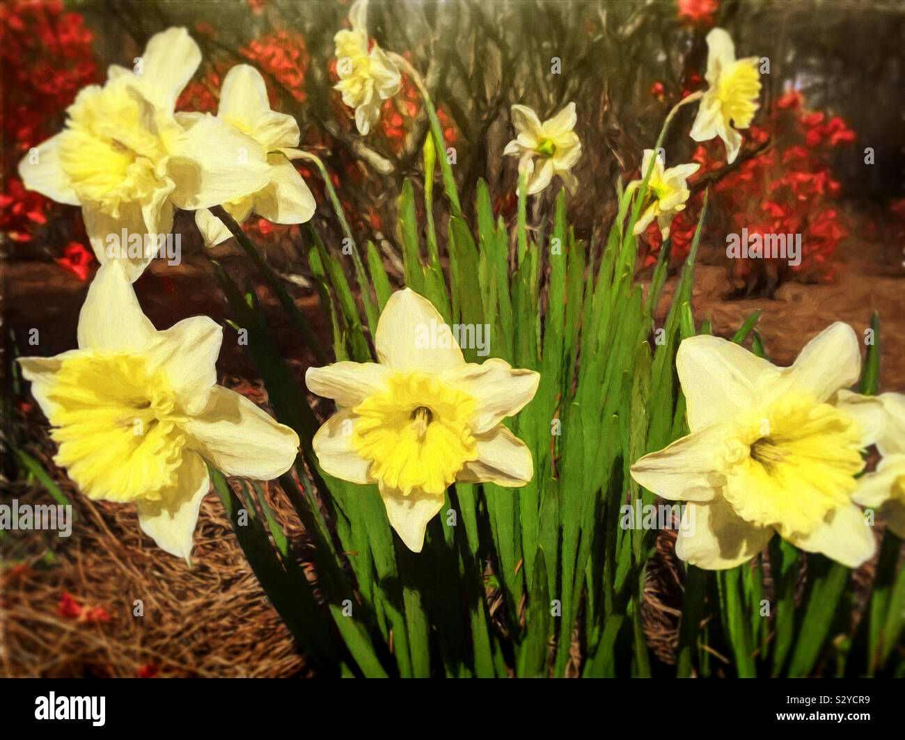 Un mazzetto di fiori daffodil in fiore in un esterno informale area giardino. Questa immagine ha una texture pittorica di effetto. Foto Stock