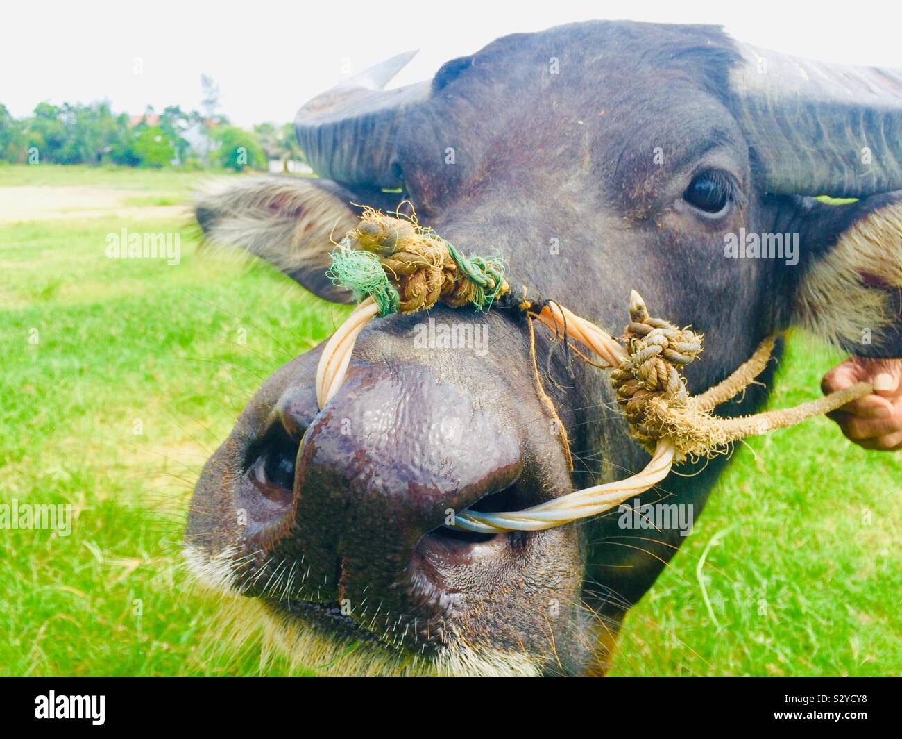 Bufalo d'acqua faccia con legata la corda nel suo naso Foto Stock