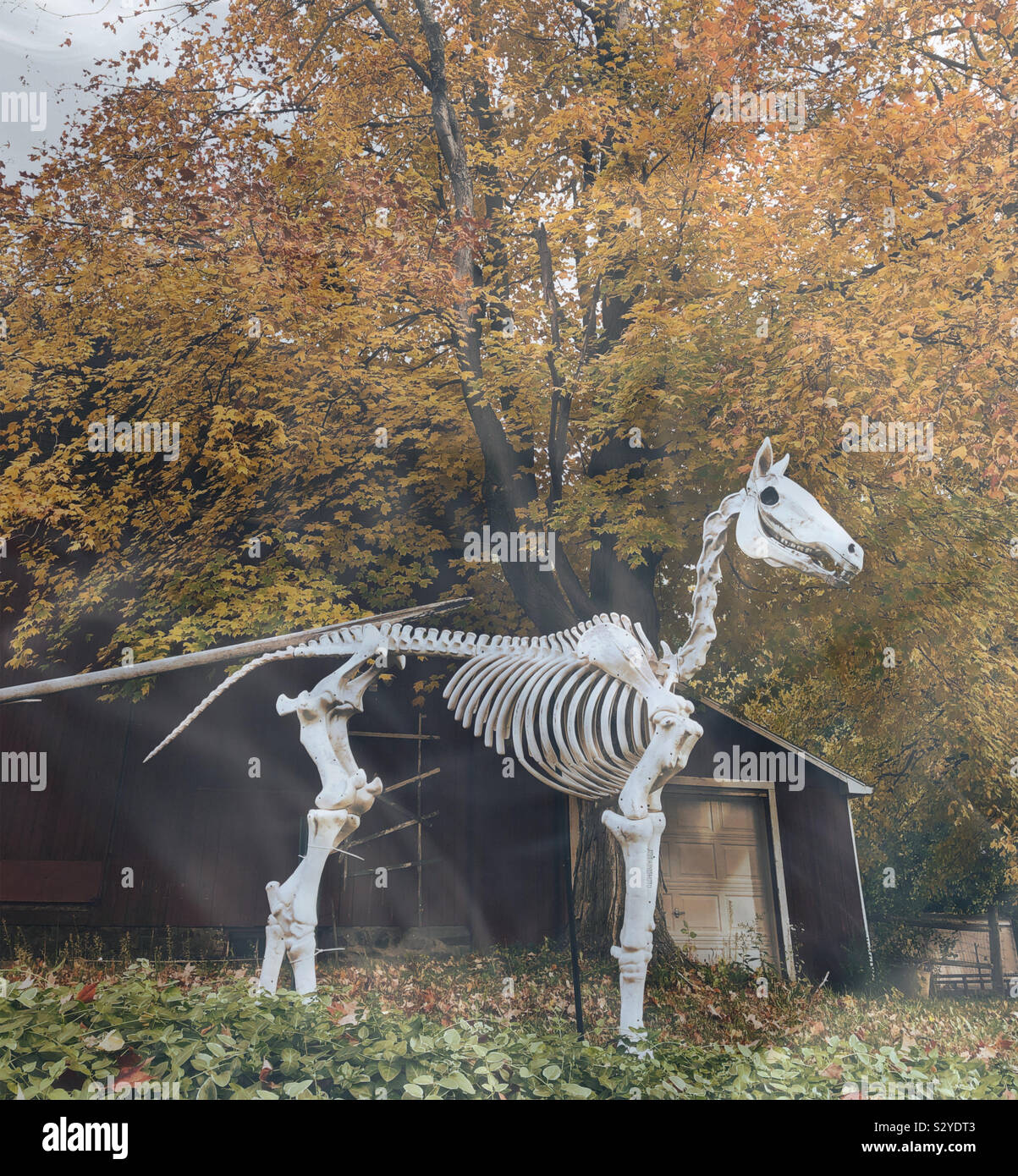 Creepy cavallo display dello scheletro per Halloween Foto Stock