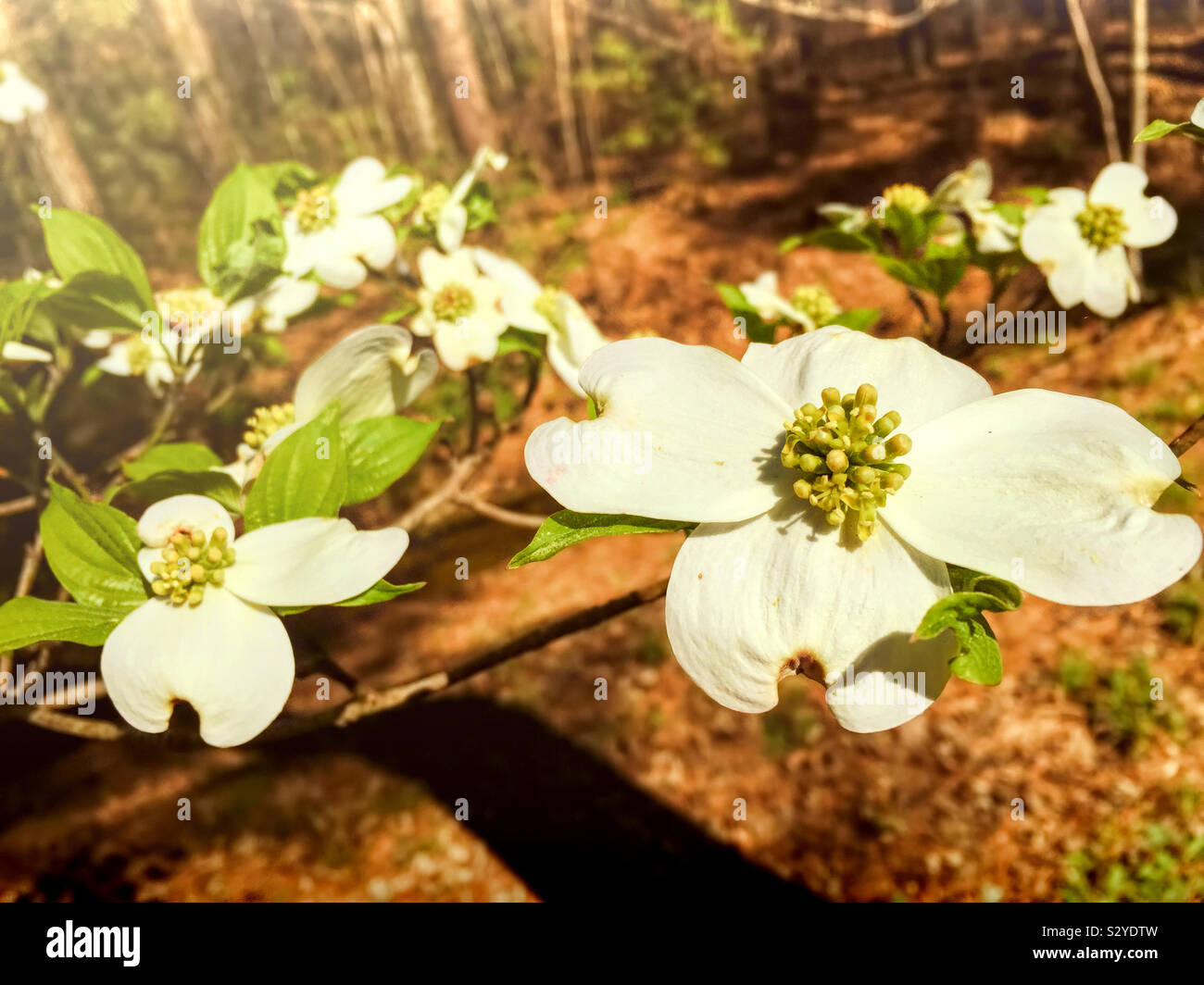 Corniolo fiori di albero in fiore in un bosco all'aperto l'ambiente. La messa a fuoco in primo piano. Foto Stock