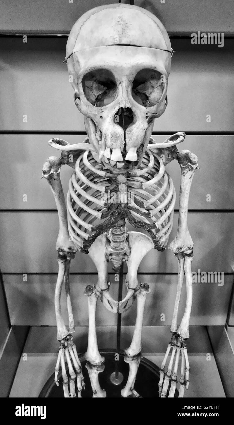 Lo scheletro di un comune scimpanzè africani. Questo esempio è alloggiato in un museo europeo. Credito foto - © COLIN HOSKINS. Foto Stock