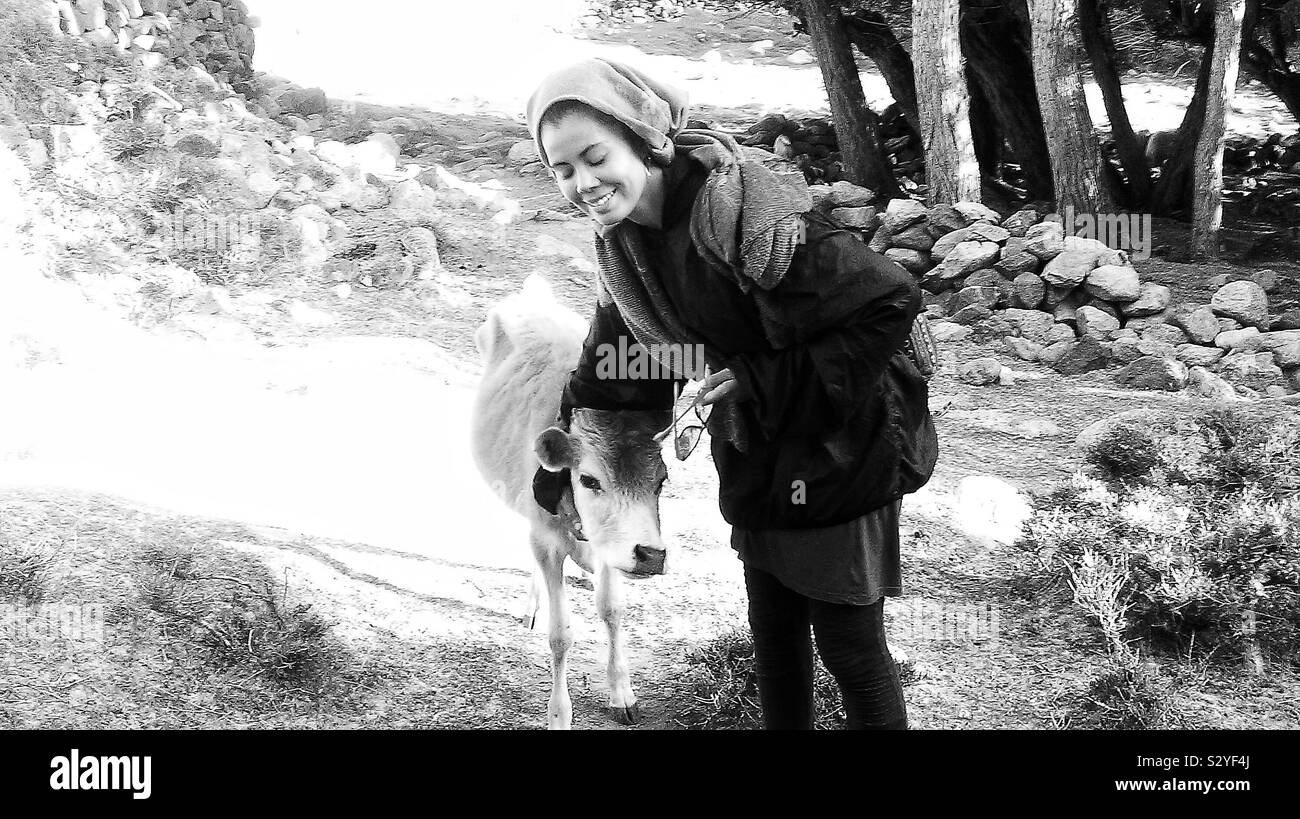 Buon giorno per lei con quel po' di Bull in Ladakh di rilievi montuosi. Foto Stock