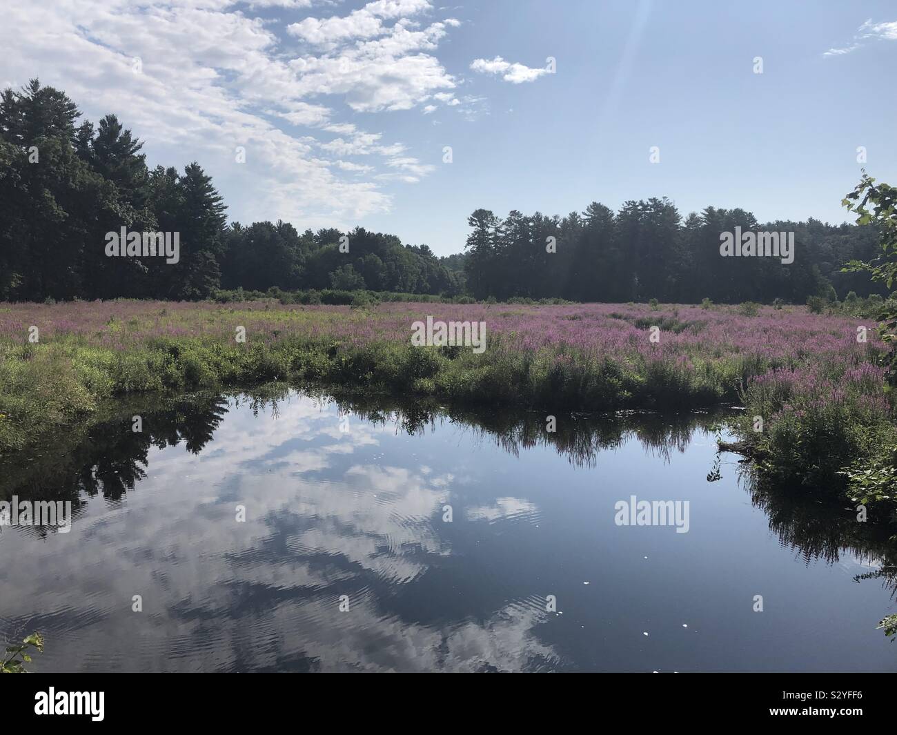 Lo splendido paesaggio di stagno con fiori viola e le nuvole riflettono in acqua Foto Stock