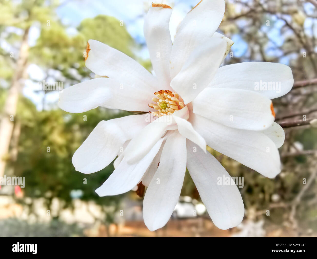 Una chiusura mostra tutti gli splendidi dettagli naturali di un bianco stella colorata Magnolia sbocciare dei fiori. Messa a fuoco selettiva in primo piano. Foto Stock