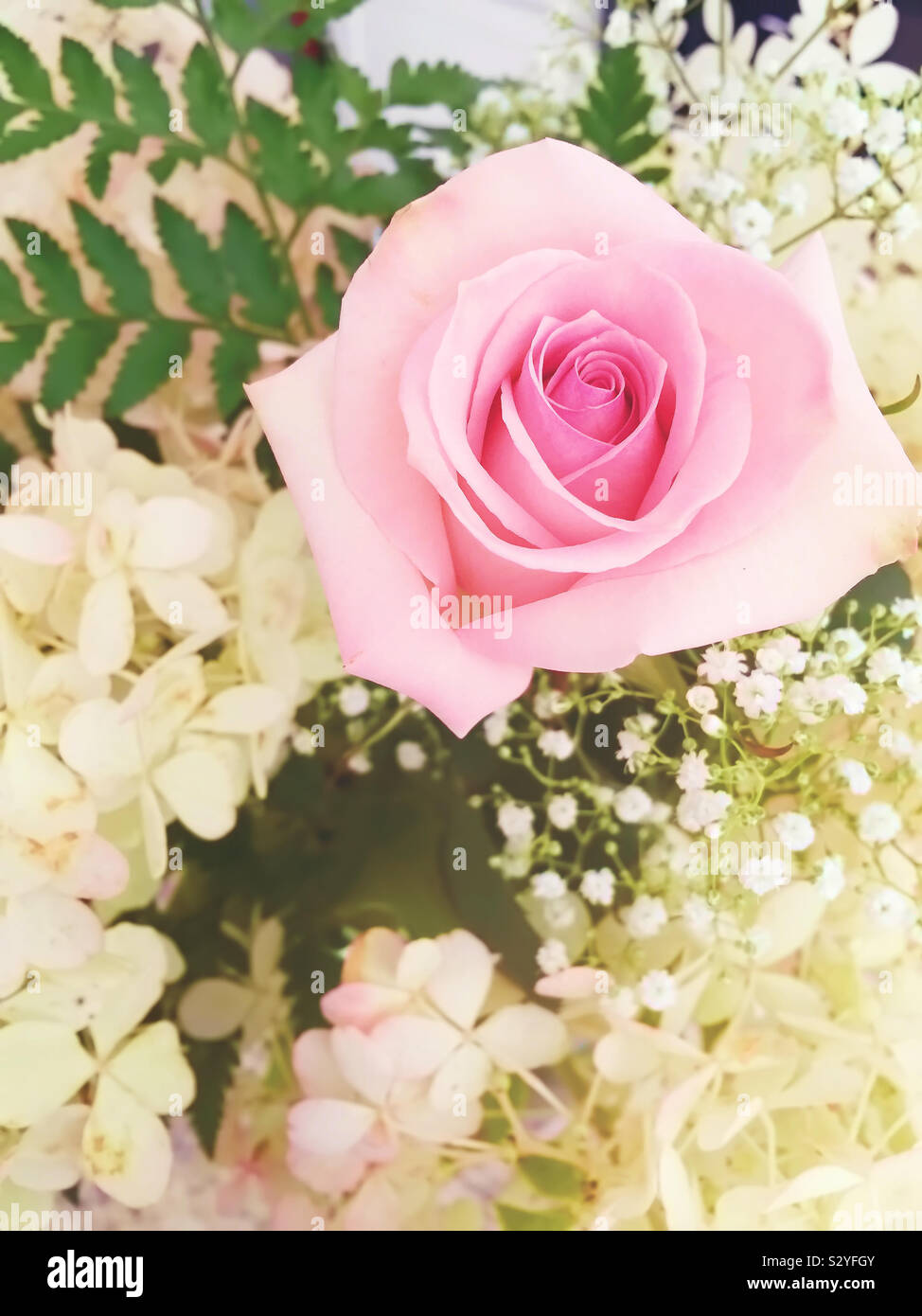 Una rosa rosa circondato da fiori bianchi in una disposizione del fiore. La messa a fuoco in primo piano e il rosa rosa. Foto Stock