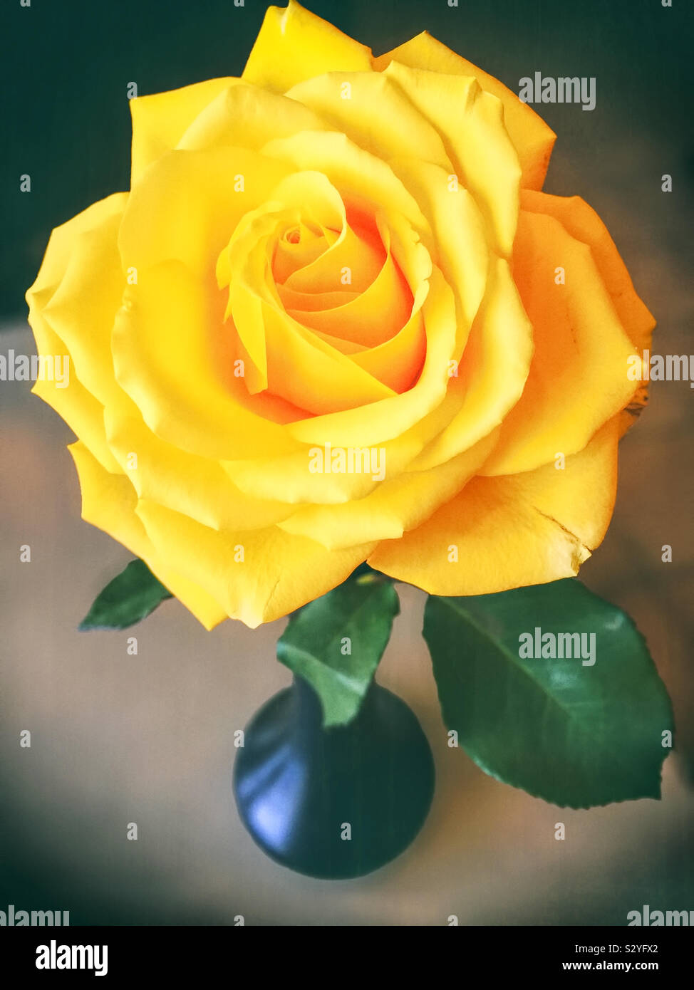 Una rosa gialla in un vaso di fiori. La messa a fuoco in primo piano e il fiore di testa. Foto Stock