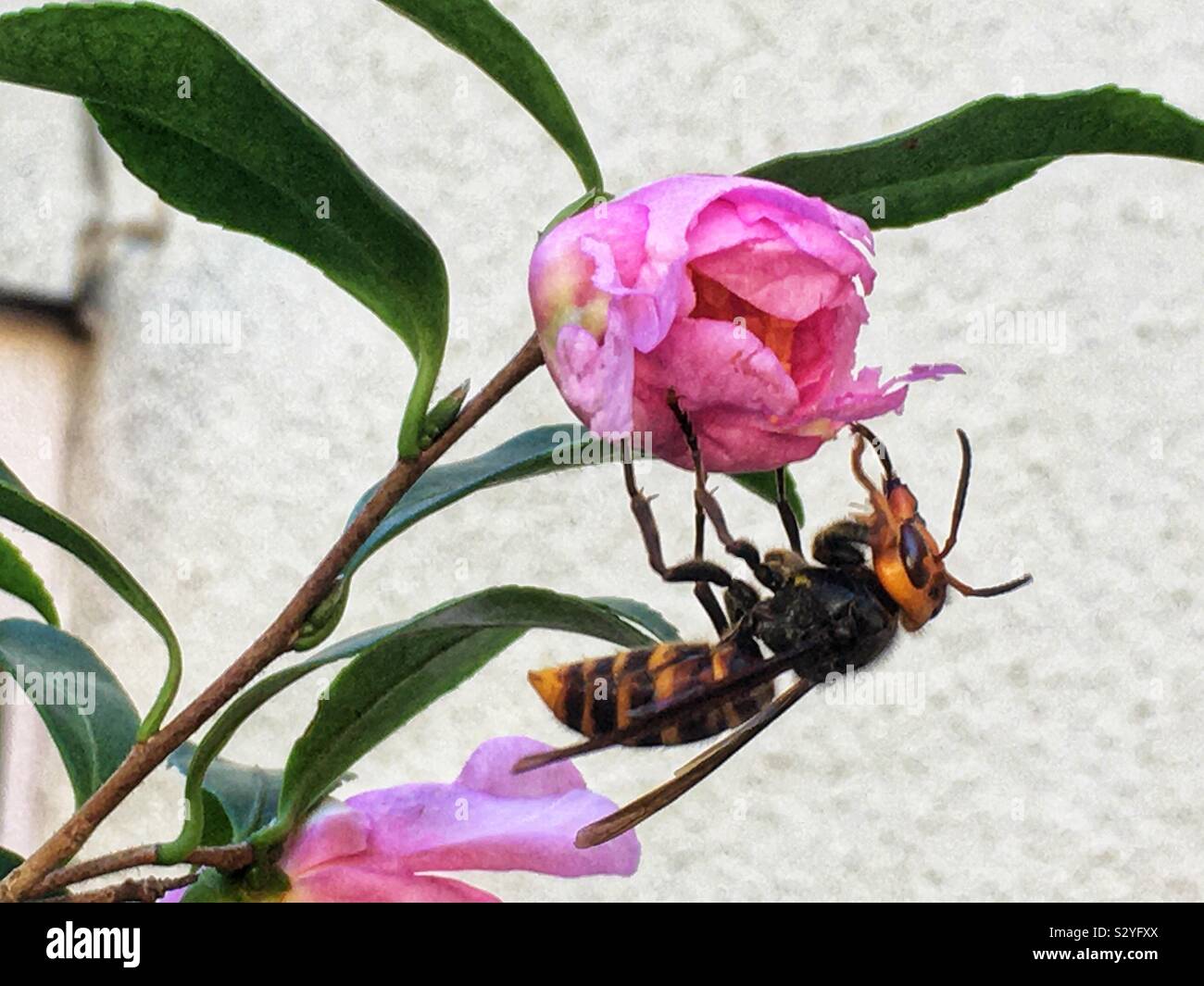 Hornet su una rosa camelia fiore Foto Stock