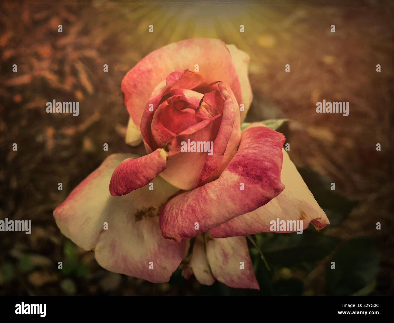 Uno scuro effetto testurizzato rosa e bianco di fiori di rose che crescono in un giardino nel cortile. La messa a fuoco in primo piano e il fiore di testa. Foto Stock