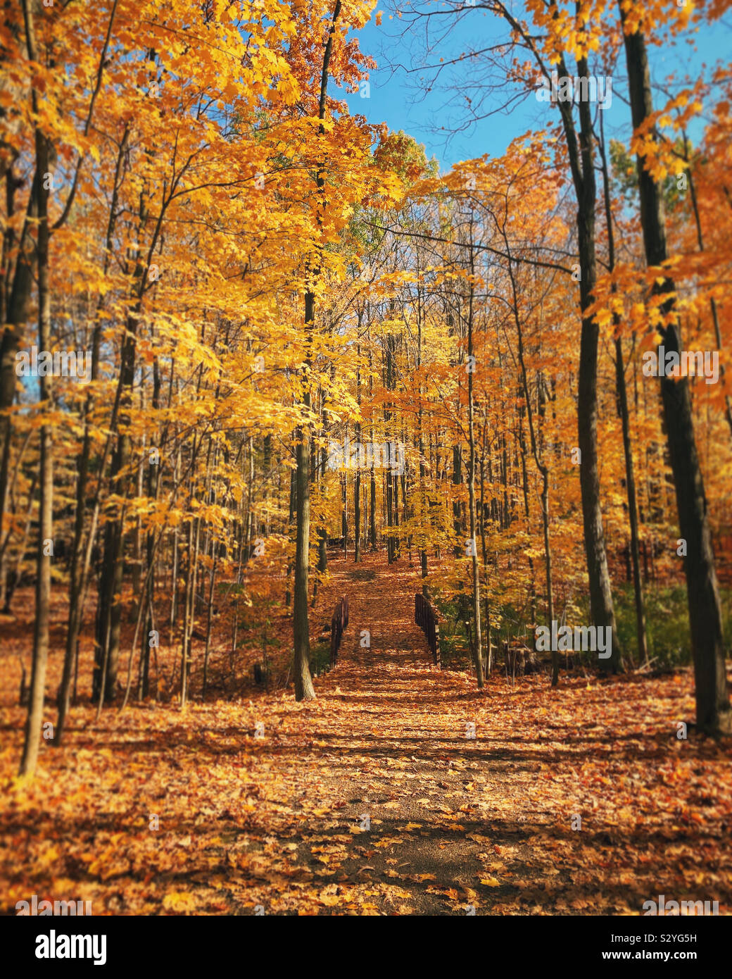 Brillanti colori autunnali e lascia a sedici mile creek heritage trail system in oakville Ontario Canada Ottobre 2019. Foto Stock