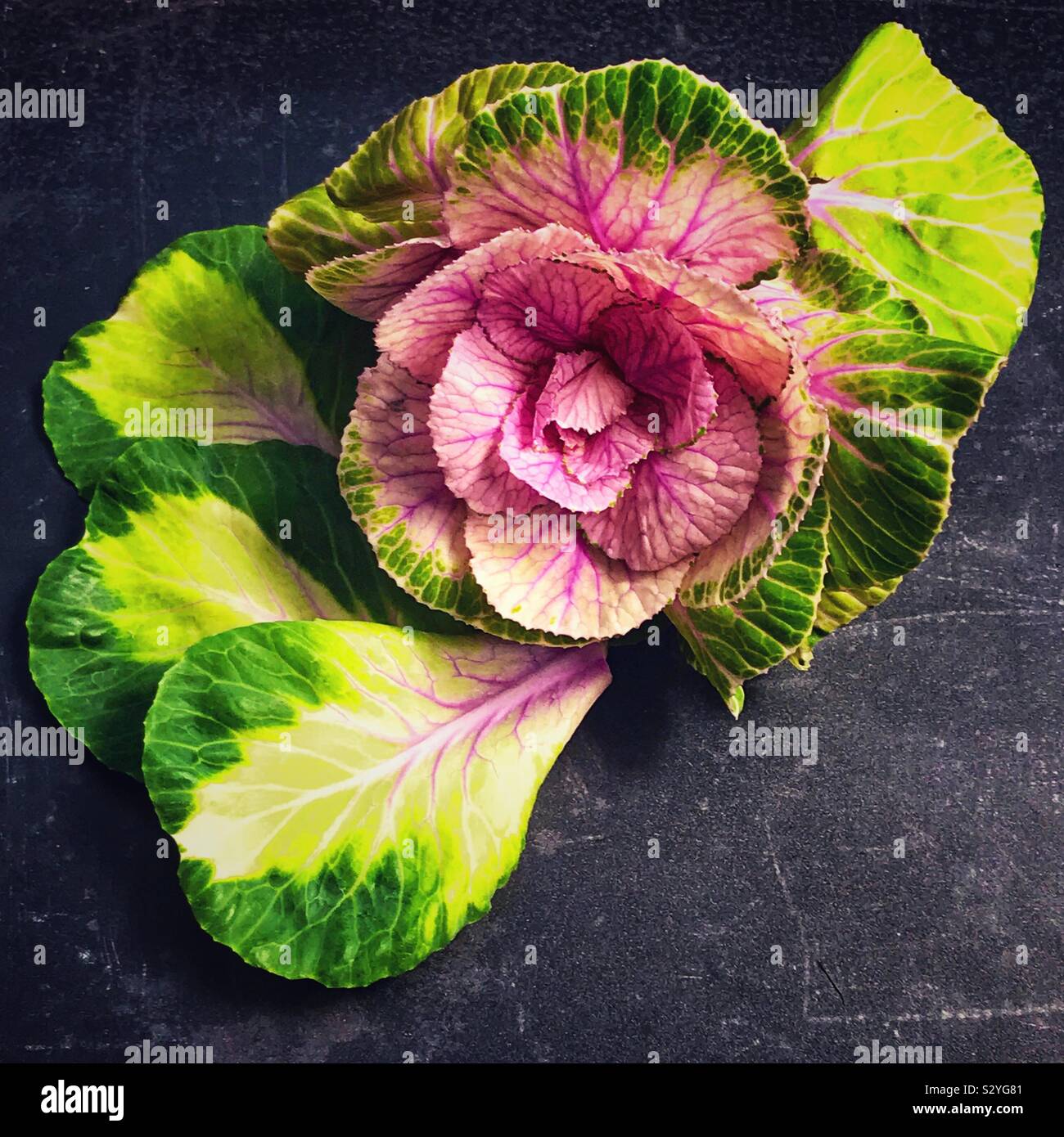 Cavolo ornamentale su uno sfondo scuro. - Immagine stock catturata con smartphone