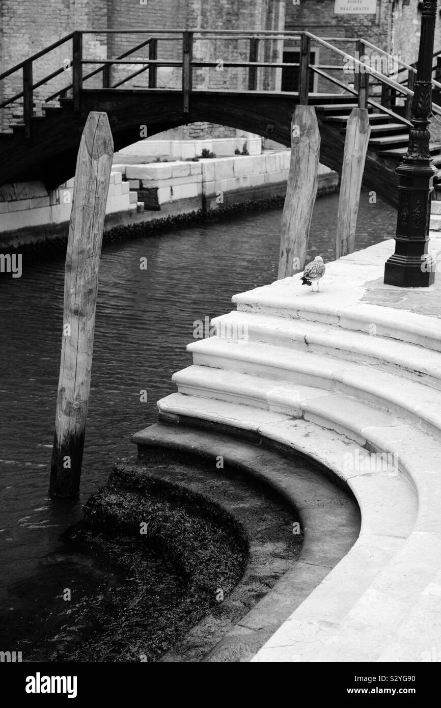 Seagull nella parte superiore di alcuni gradini che portano in un canale di Venezia con barca e bridge Foto Stock