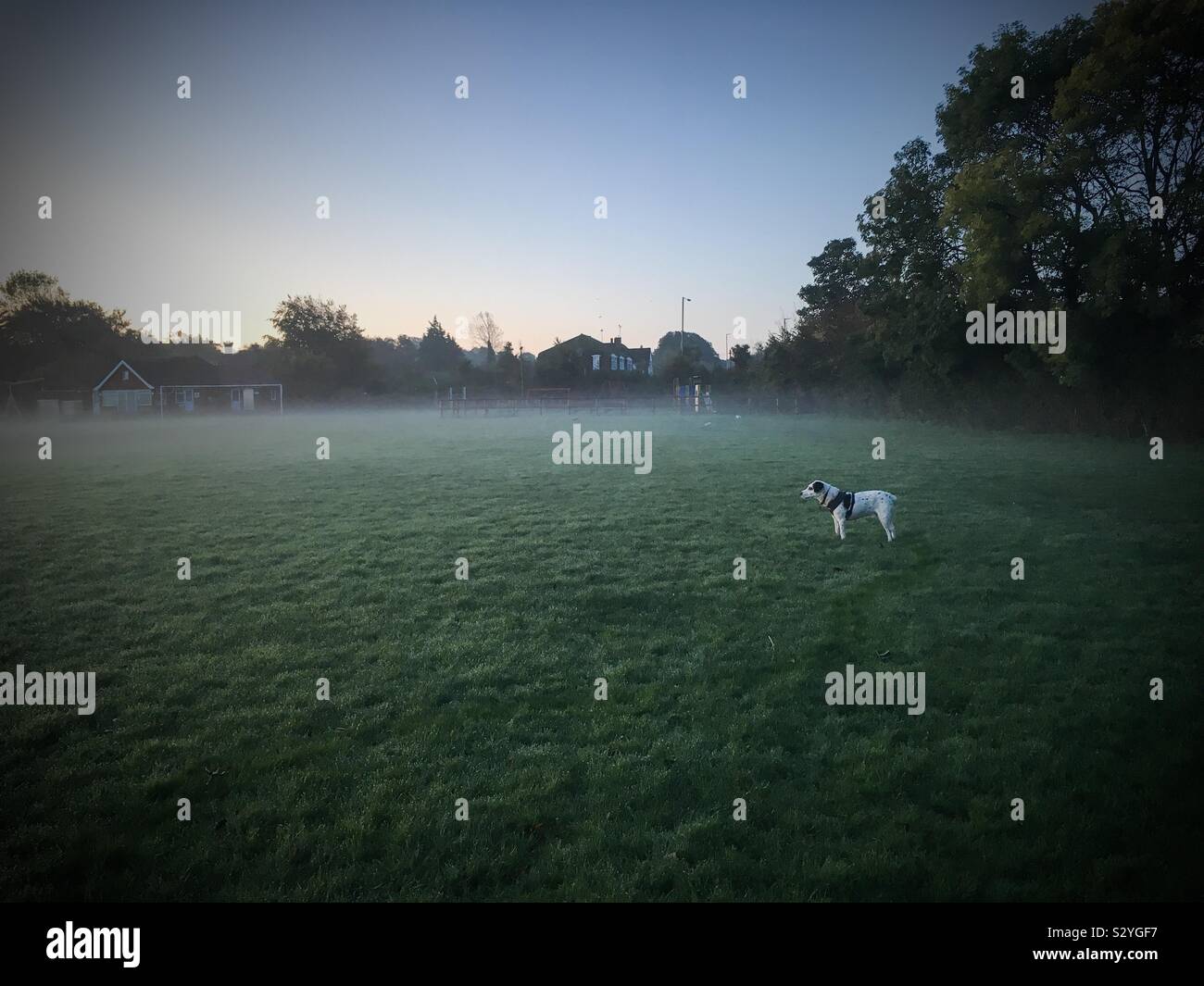 Un cane in una nebbiosa ricreazione terra su un autunno mattina all'alba Foto Stock