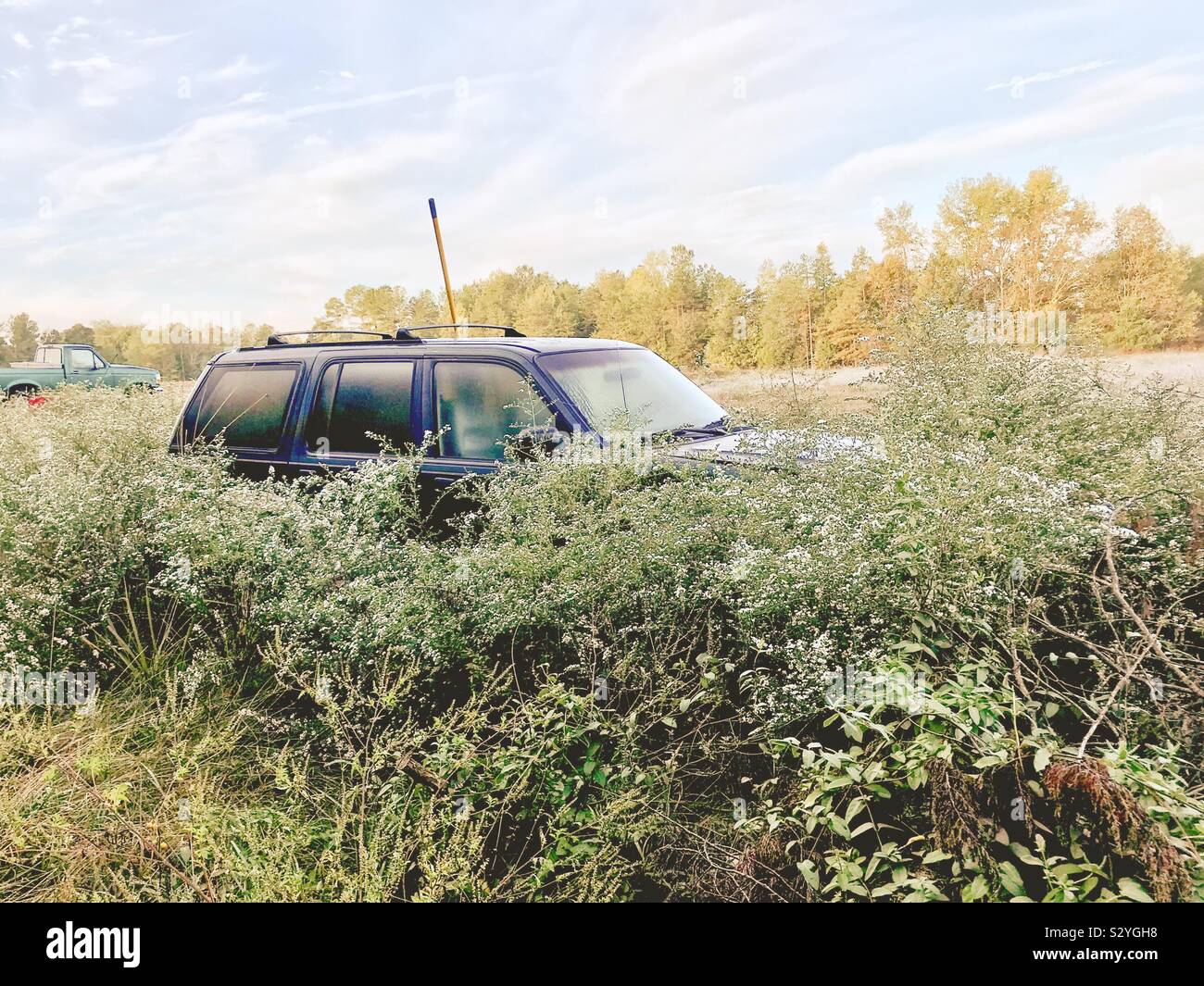 Foto luminose di SUV verde superato da un mare di fioritura Frost Astors in North Carolina campo - Immagine stock catturata con smartphone
