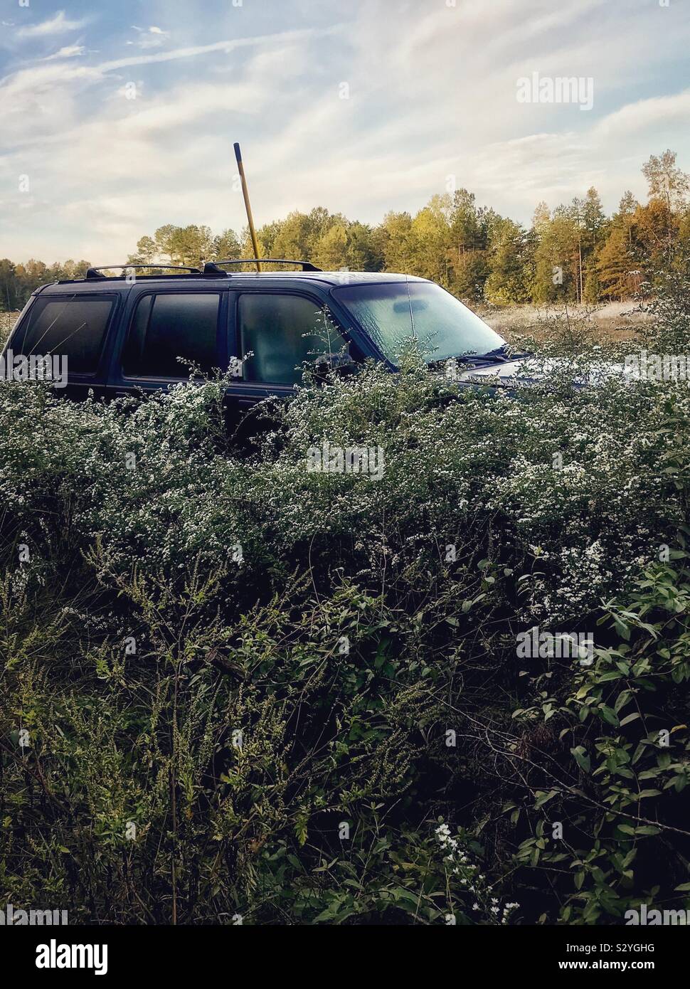 Green Sport Utility Vehicle circondato da sconfinare Frost Astor fiorisce in North Carolina campo - Immagine stock catturata con smartphone