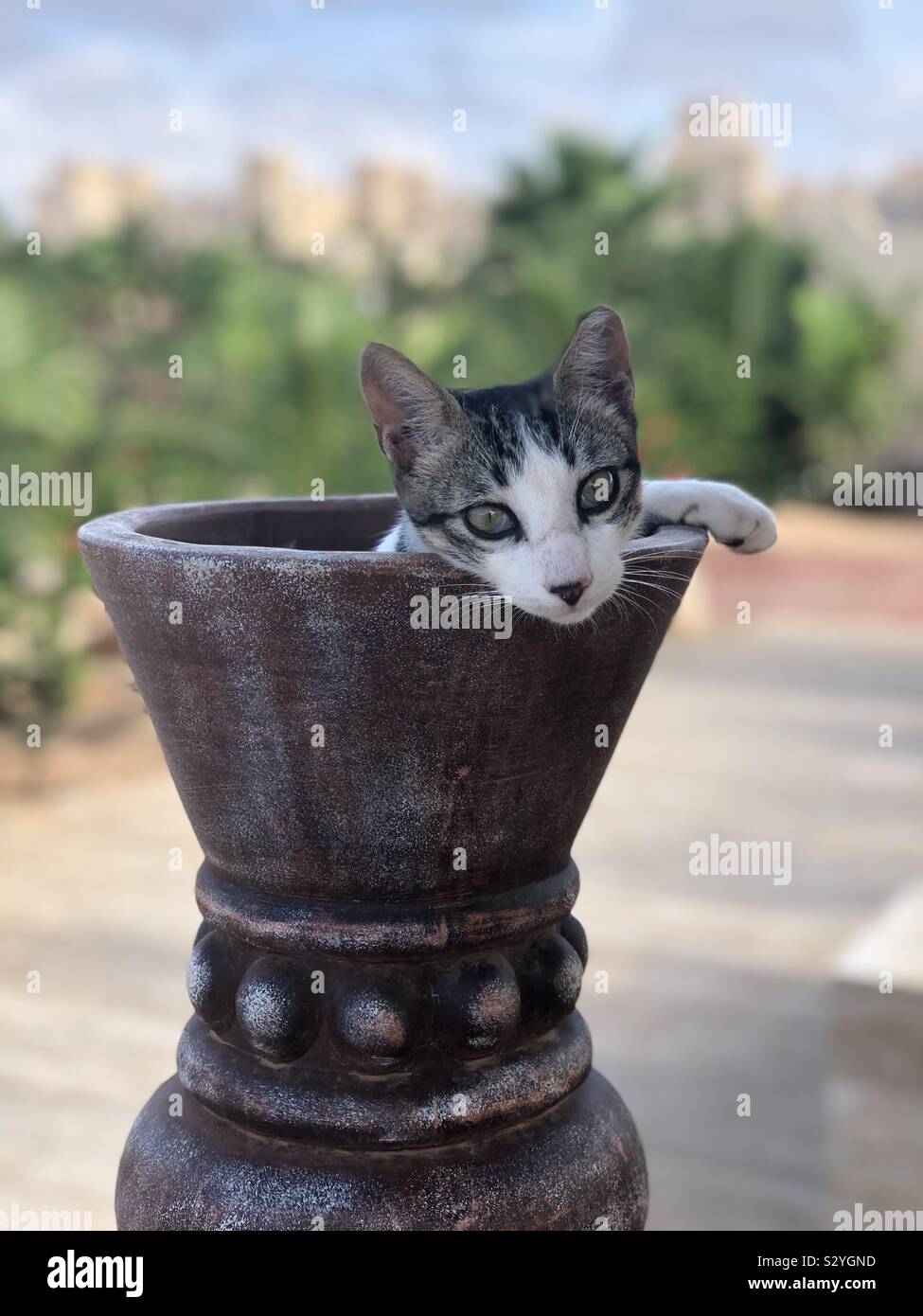 Il gatto selvatico in un vaso Foto Stock