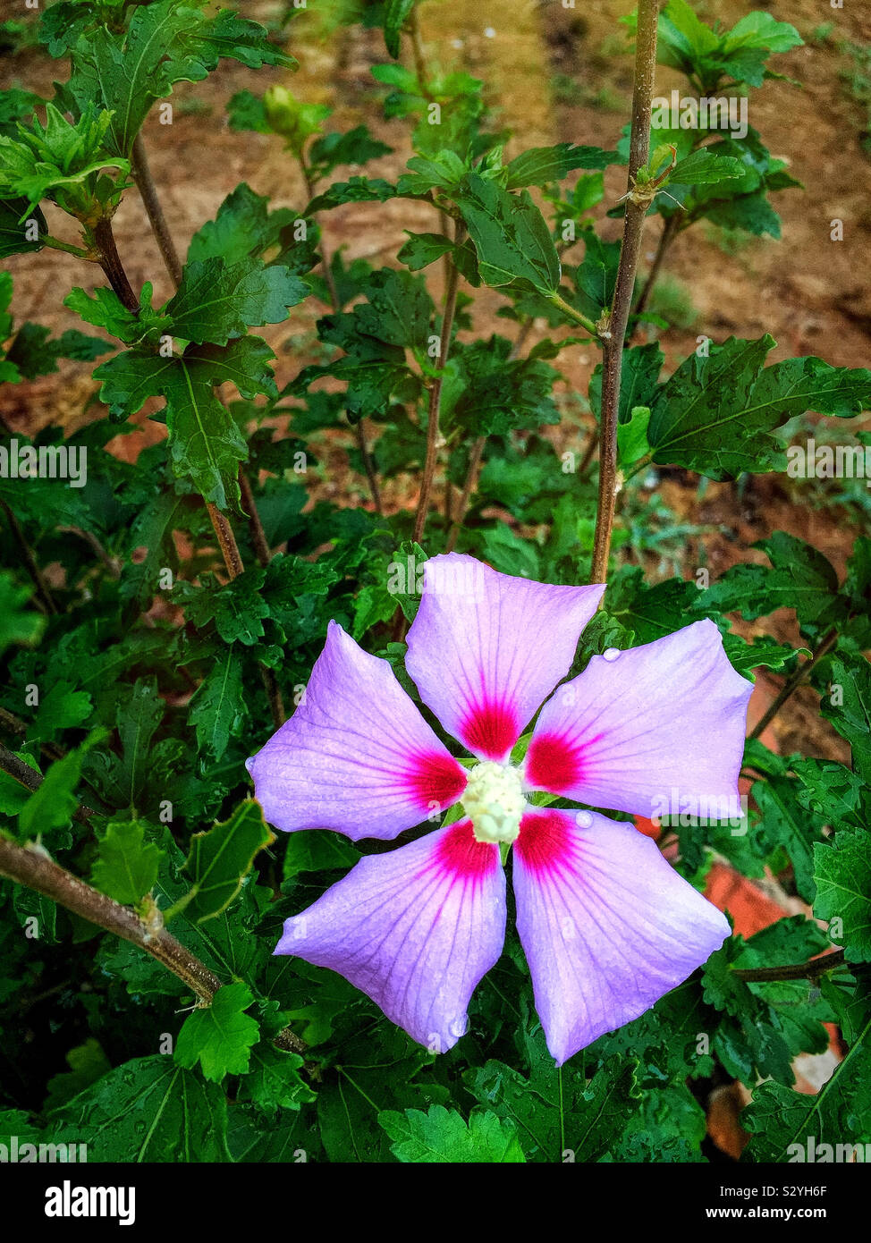 Uno viola colore rosa di Sharon sbocciare dei fiori in piena fioritura. Questo impianto non è una rosa ma è nella famiglia di hibiscus. Foto Stock