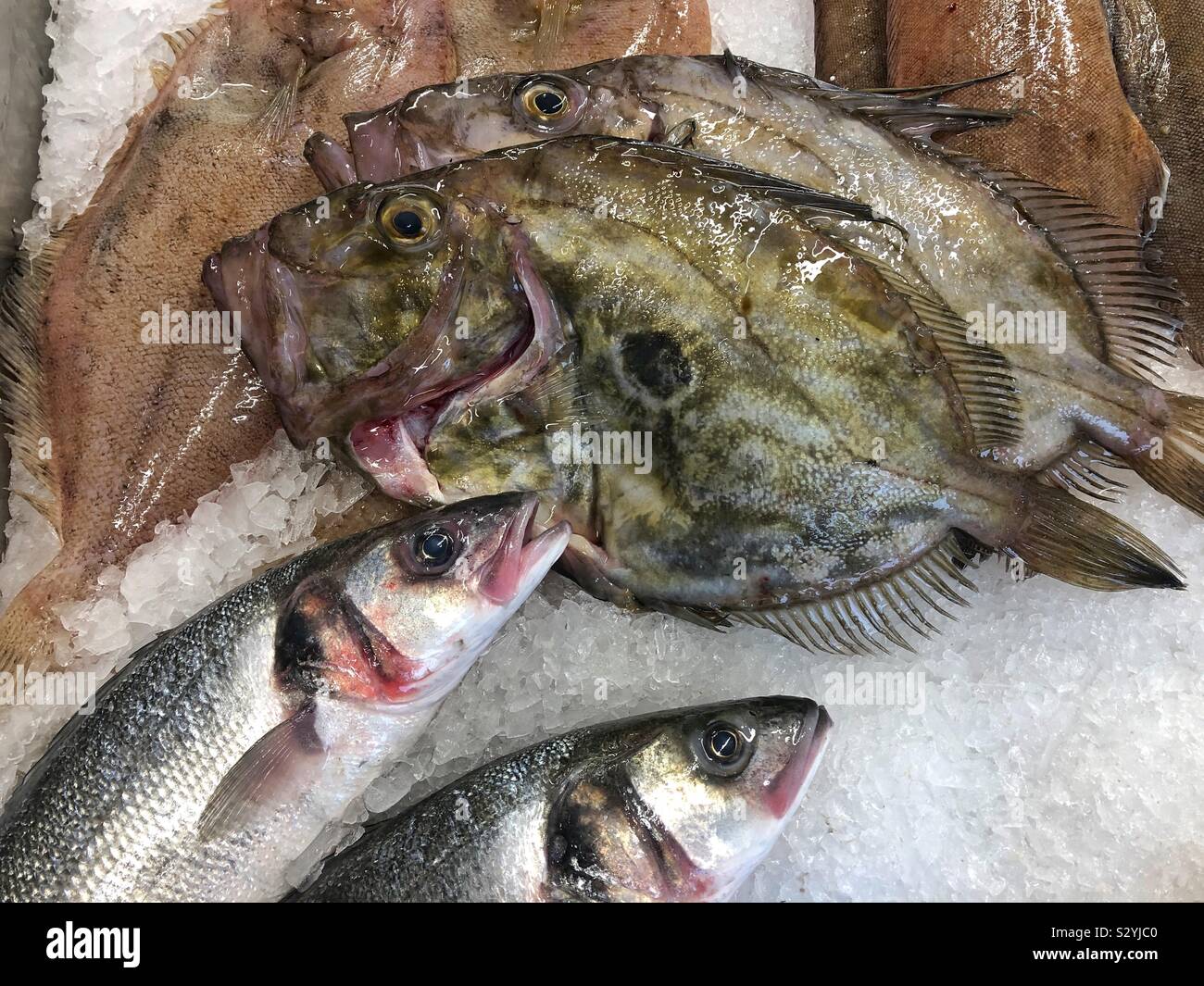 Pesce fresco su ghiaccio a pescivendoli, tra cui John Dory, Bass e suola di limone. Foto Stock