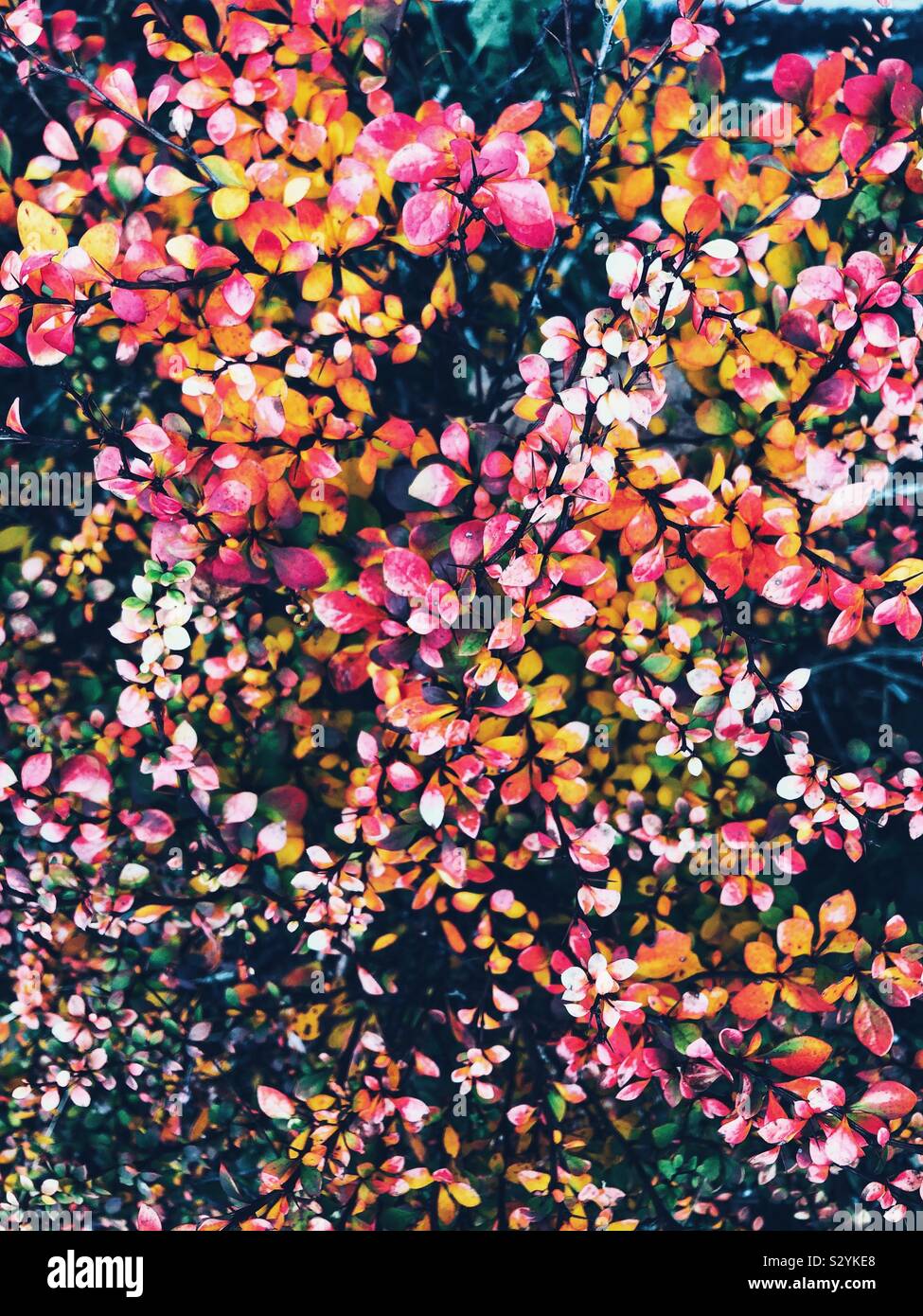 Piena vista del telaio del giapponese Crespino bush lascia la modifica in bellissimi colori autunnali Foto Stock