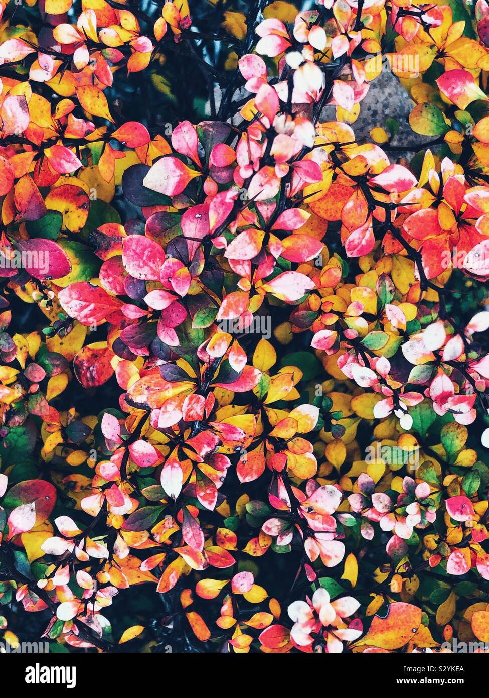 Piena vista del telaio del giapponese crespino bush lascia la modifica dei colori in autunno Foto Stock
