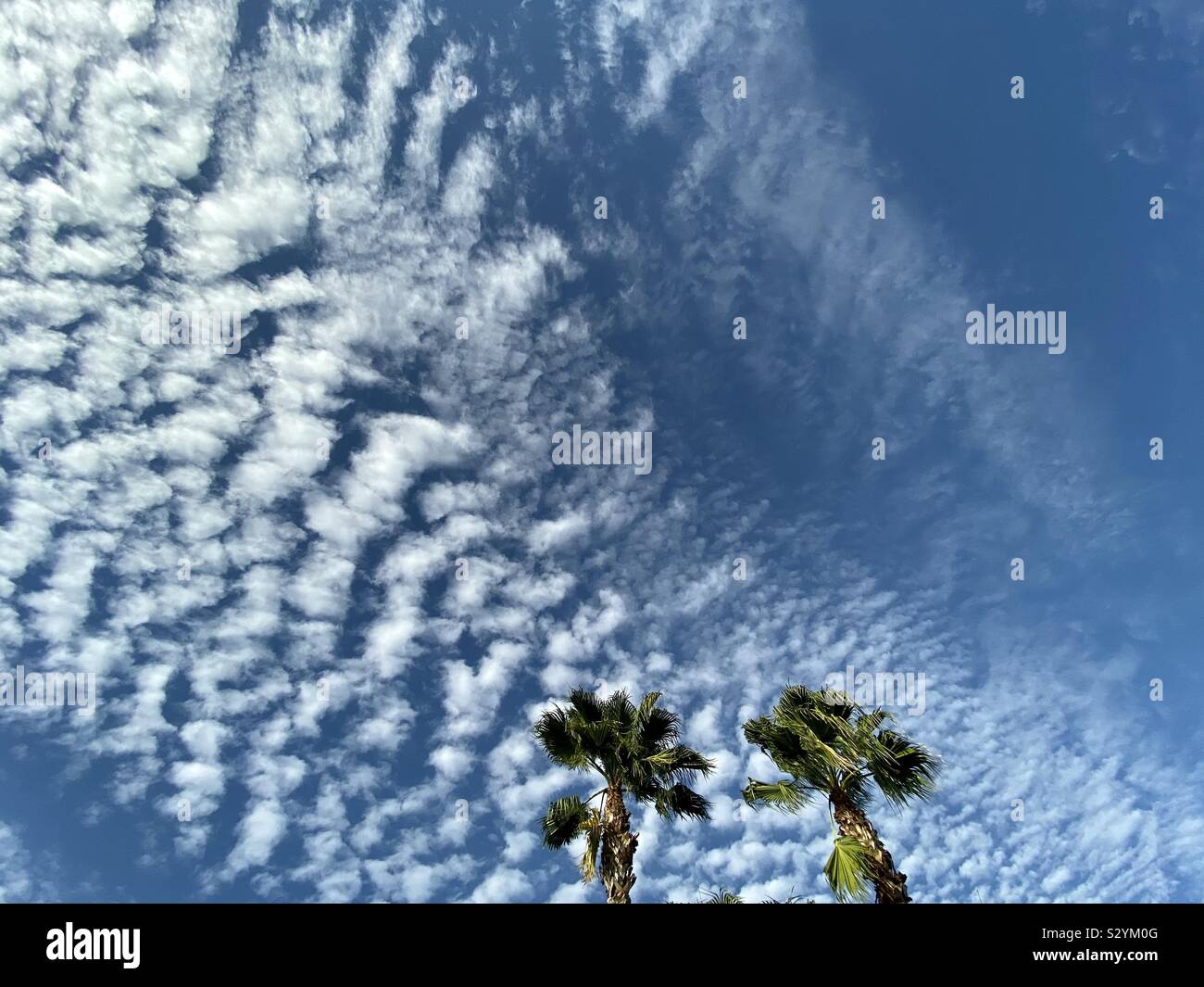 Cielo di nuvole e palme - Immagine stock catturata con smartphone