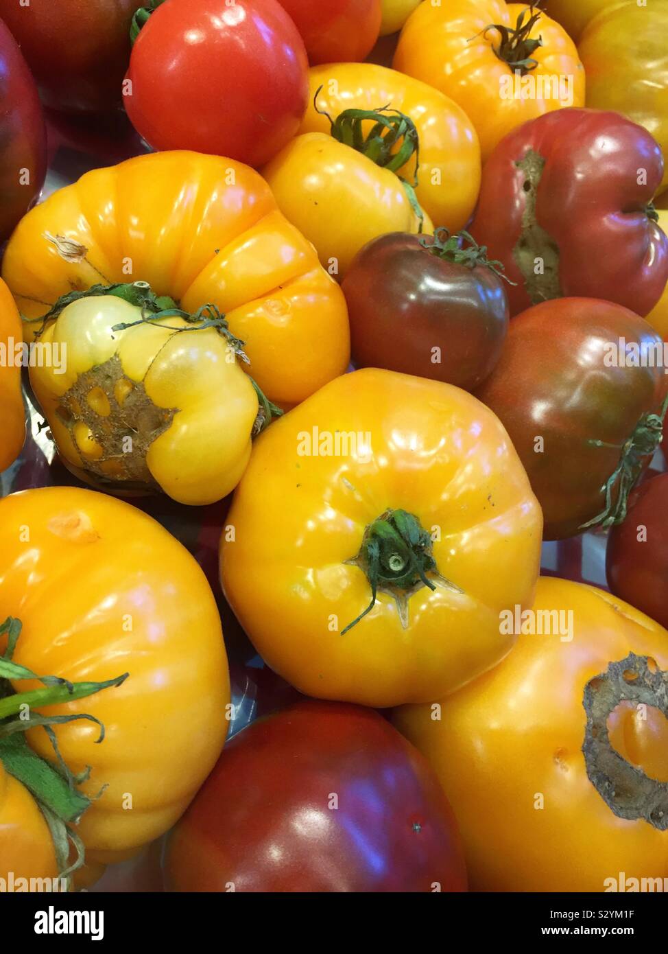 Close up localmente cimelio di pomodori nel produrre del corridoio della drogheria, STATI UNITI D'AMERICA - Immagine stock catturata con smartphone