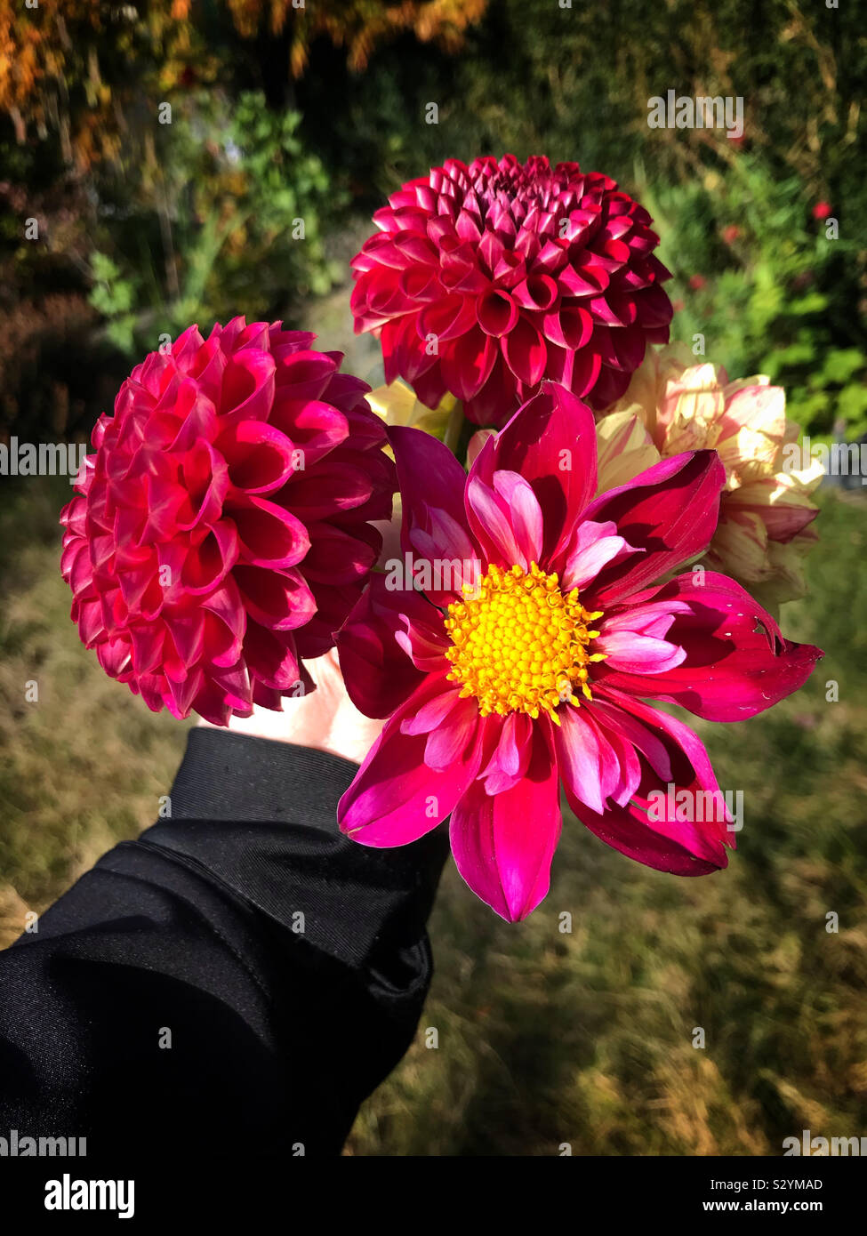 Mano azienda freschi raccolti dalie rosa dal giardino in autunno. - Immagine stock catturata con smartphone