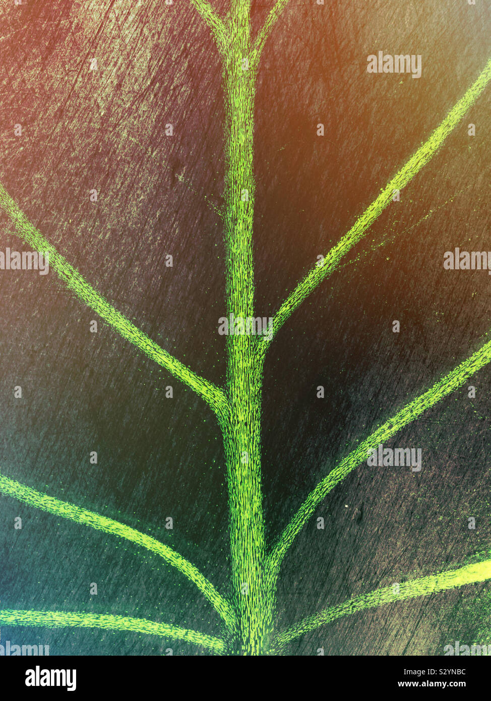 Estremi simmetrici closeup di tropicale a foglia verde che mostra il design della lama di balestra, il controfiletto e le vene. Questa immagine ha un effetto testurizzato. Foto Stock