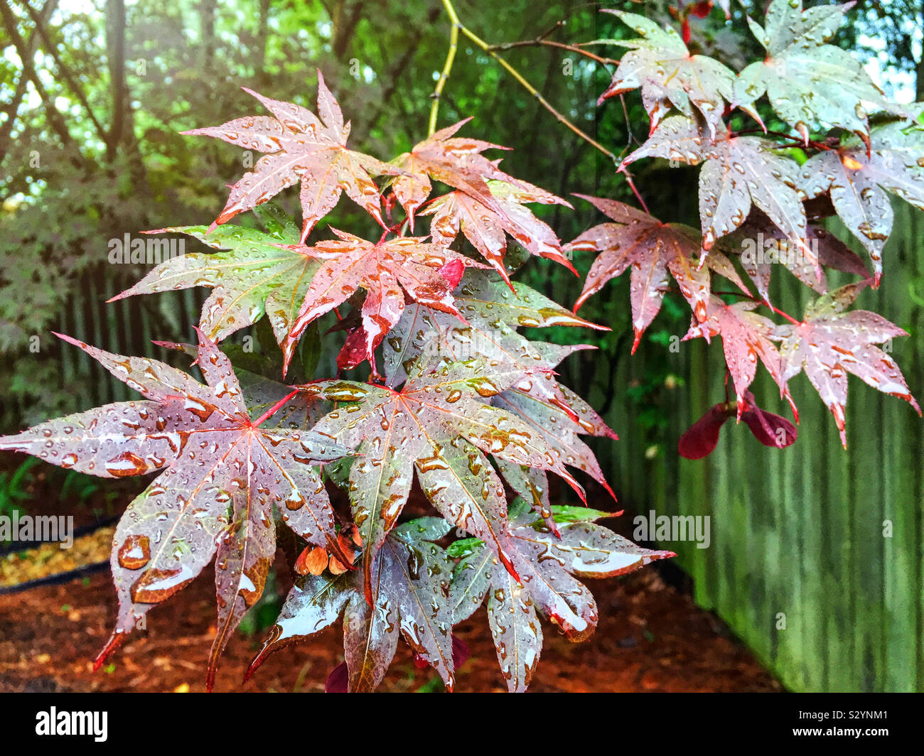Colorate di rosso e verde foglie di acero durante la stagione estiva. Essi sono coperti con le gocce di pioggia. Foto Stock