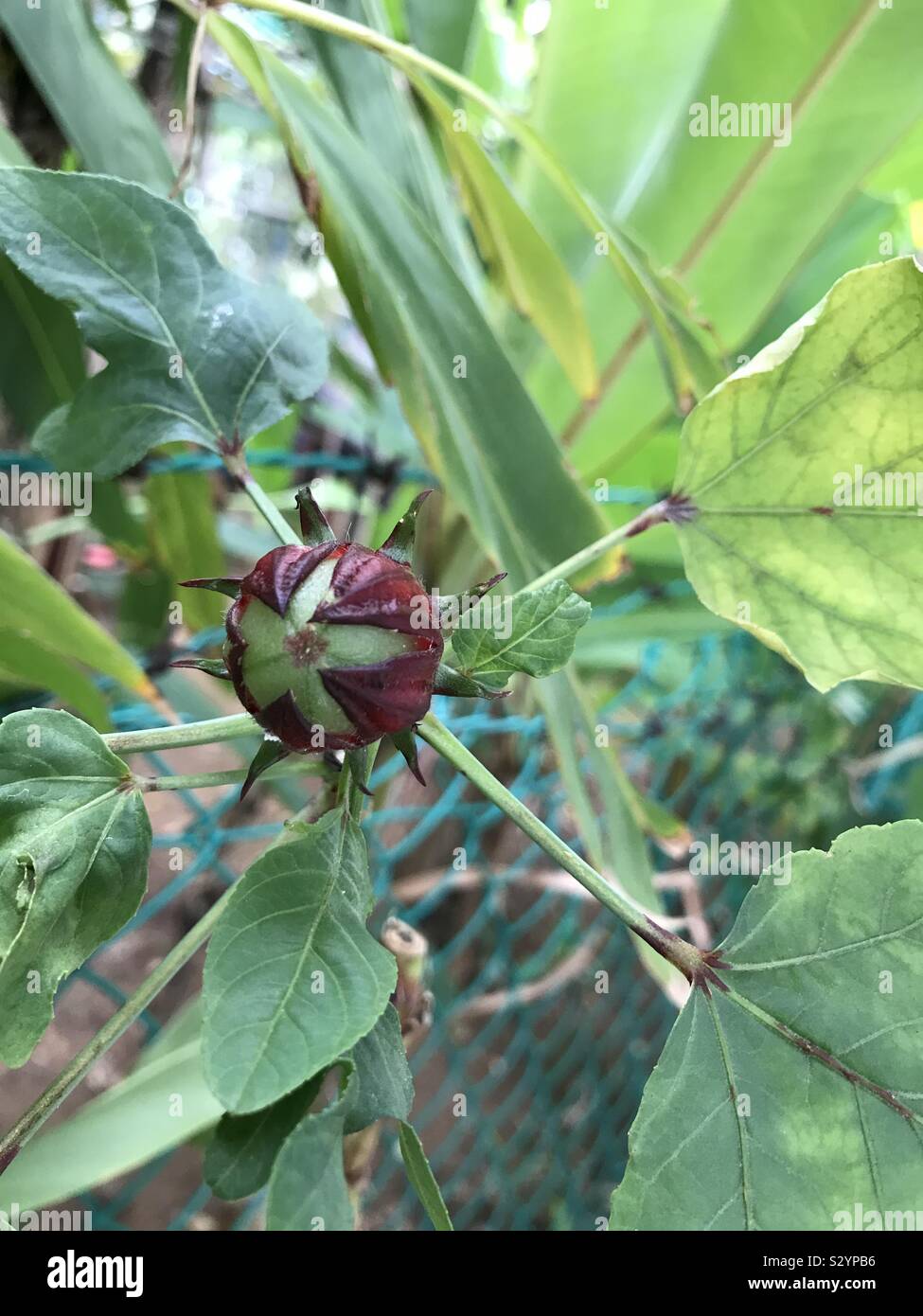 Seme verde marrone con sepalo contemplati nel nostro giardino comunità di Singapore Foto Stock